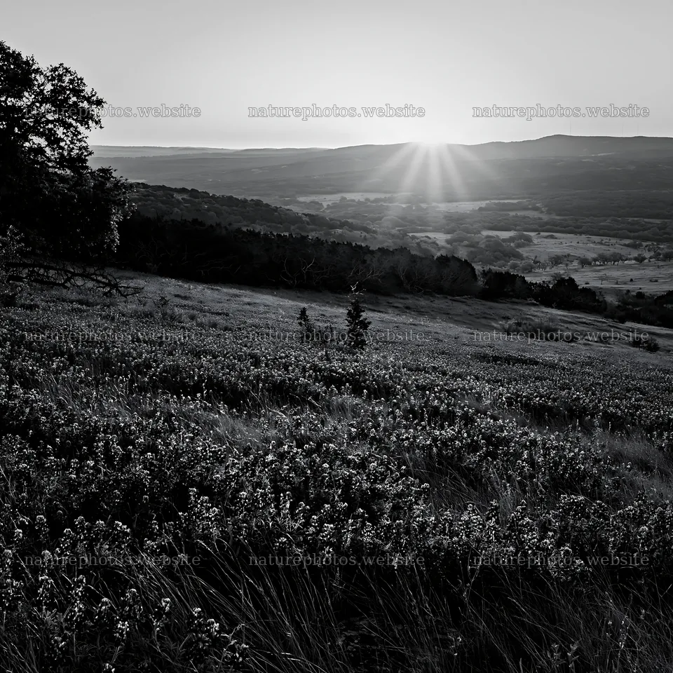Bluebonnet meadow at sunrise in black and white – nature photos 7938x7938