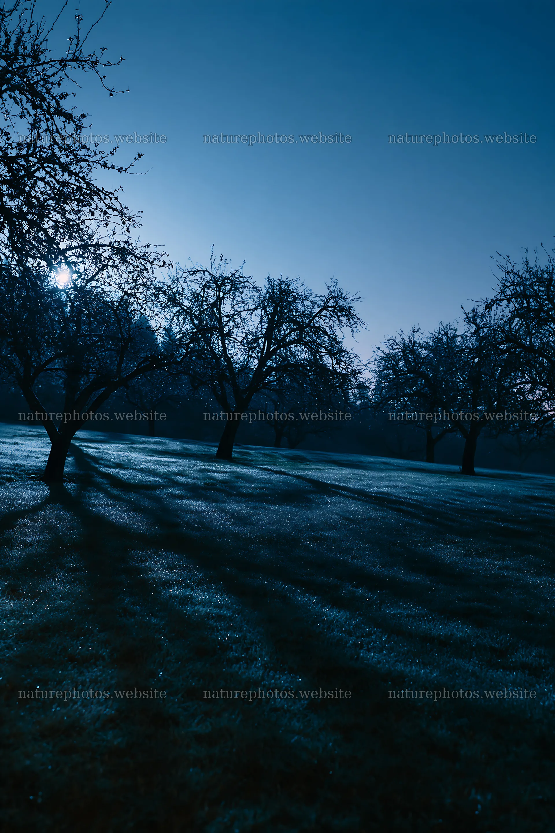 Moody orchard meadow under night sky – nature photos 6480x9722
