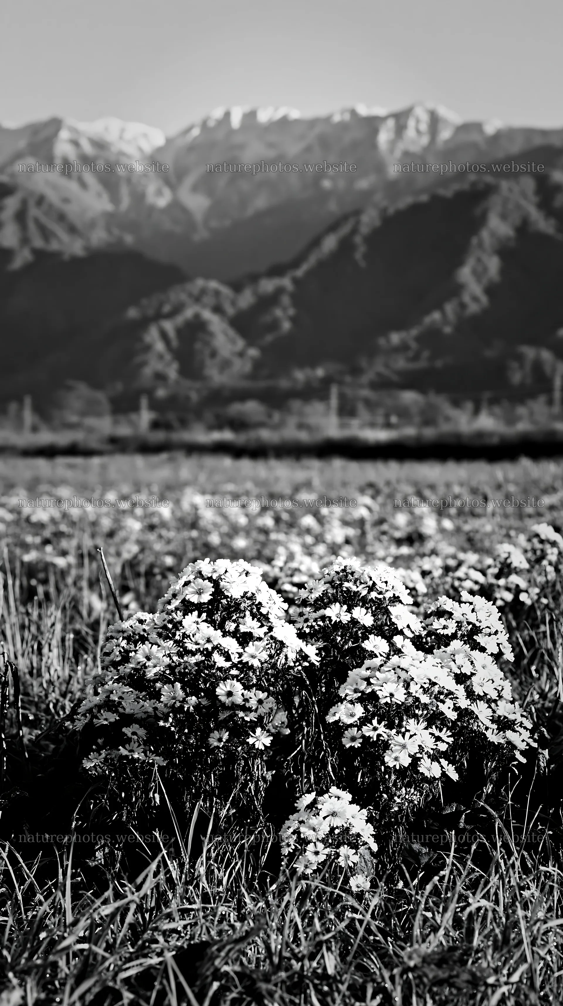 Niigata floodplain restoration meadow with flowers and mountains – nature photos 5938x10608