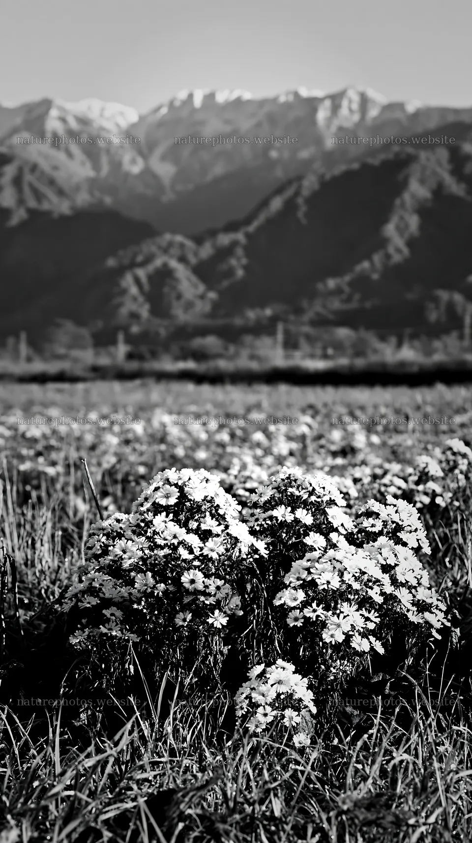 Niigata floodplain restoration meadow with flowers and mountains – nature photos 5938x10608