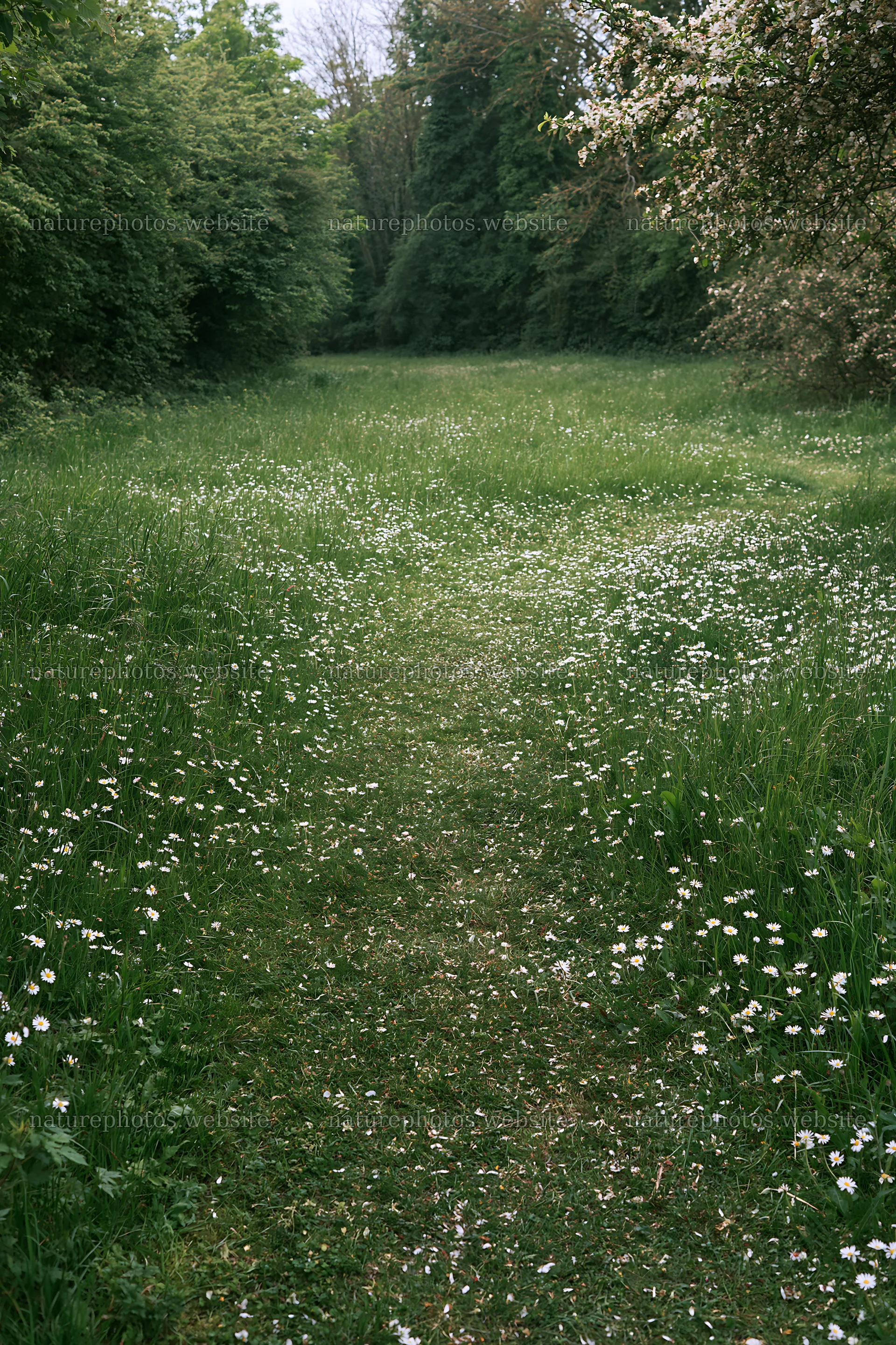 Path through a meadow of daisies and grass in a natural setting – nature photos 6480x9722