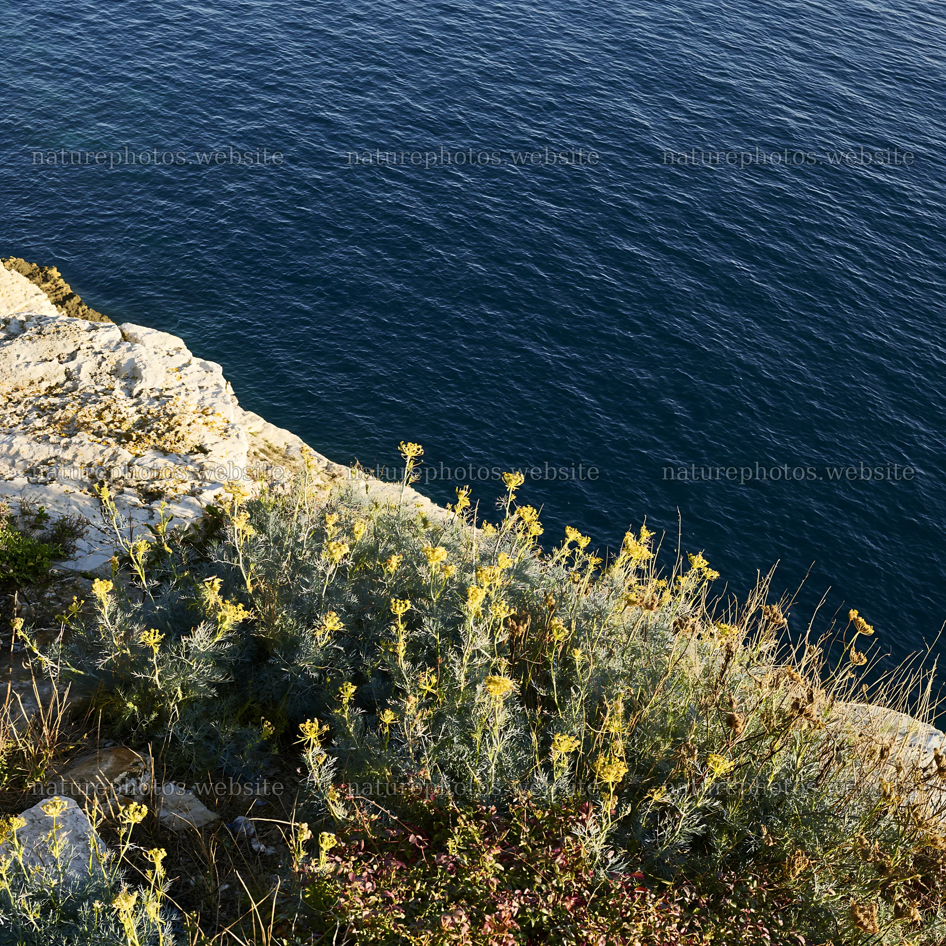 Coastal meadow cliffs with vegetation overlooking calm water – nature photos 7938x7938