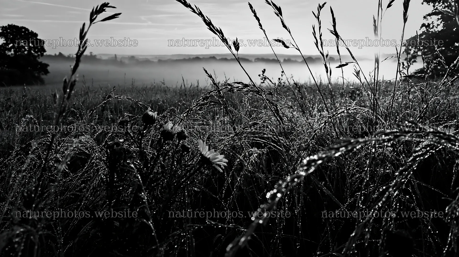 Morning dew on meadow grass seedheads in a foggy field – nature photos 10608x5938