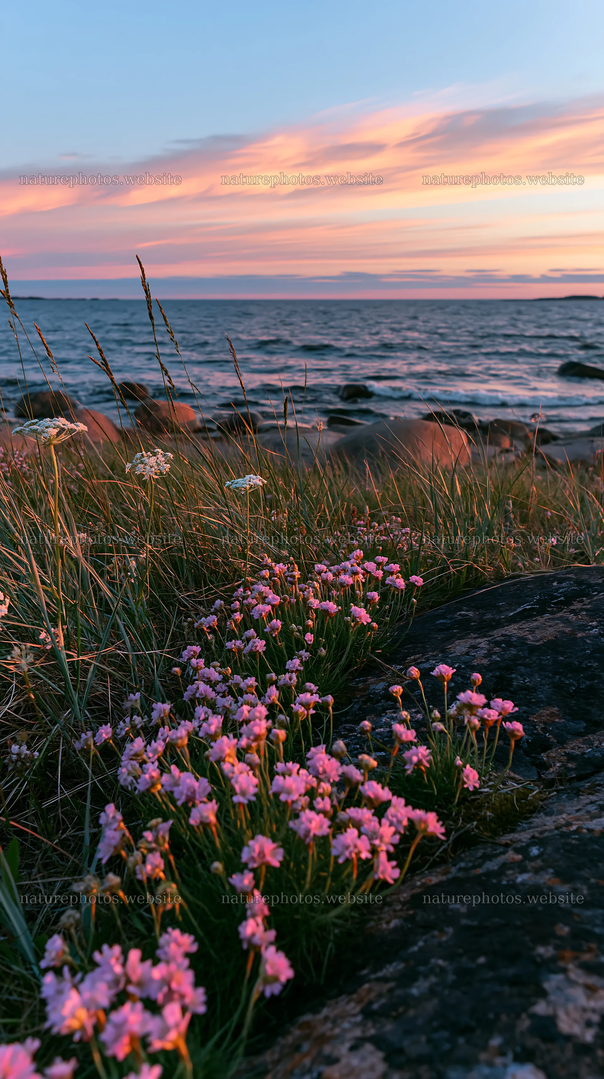 Meadow with boulders near the water at sunset – nature photos 5938x10608