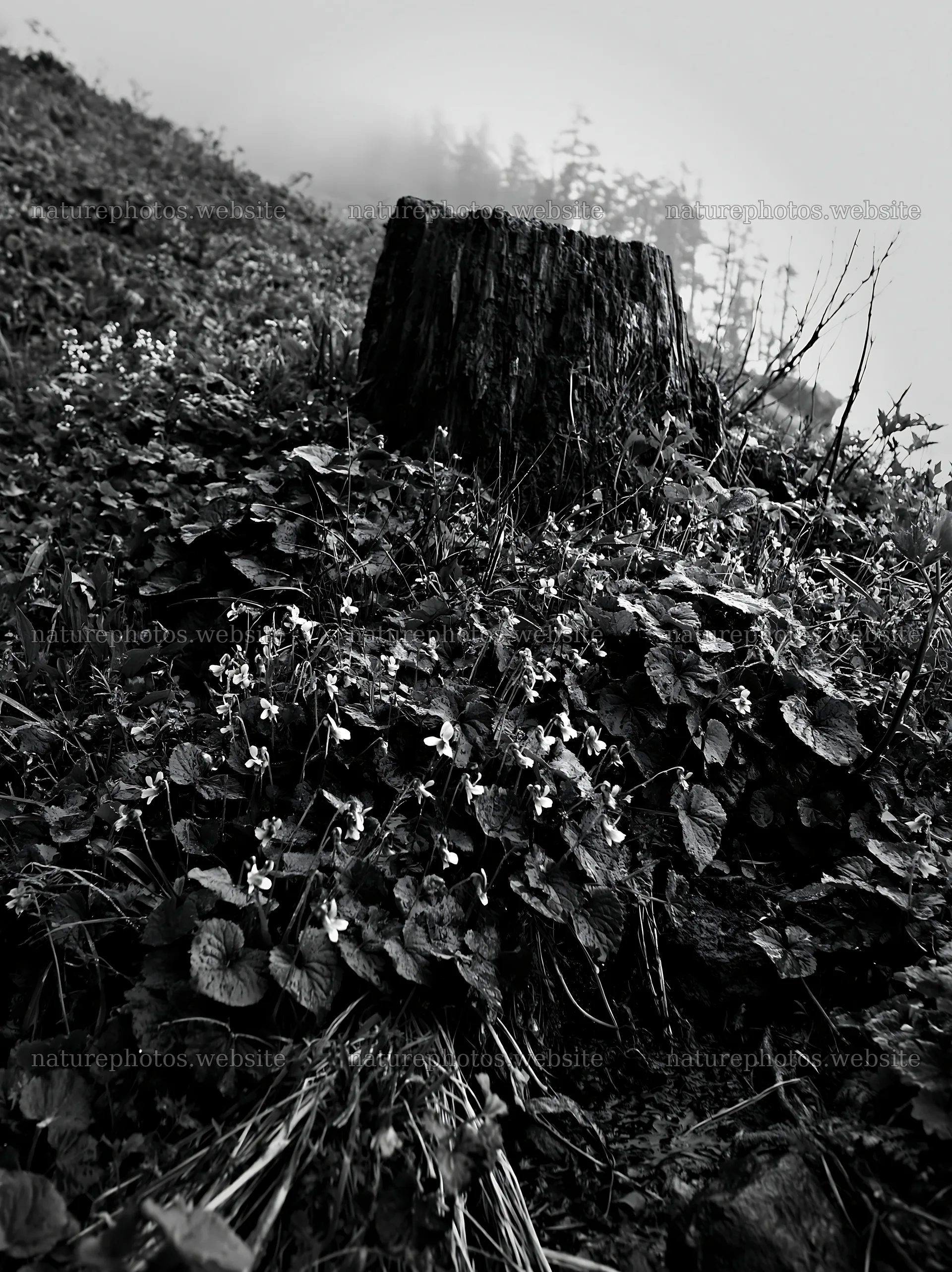 Fukushima native meadow with weathered stump – nature photos 6866x9174