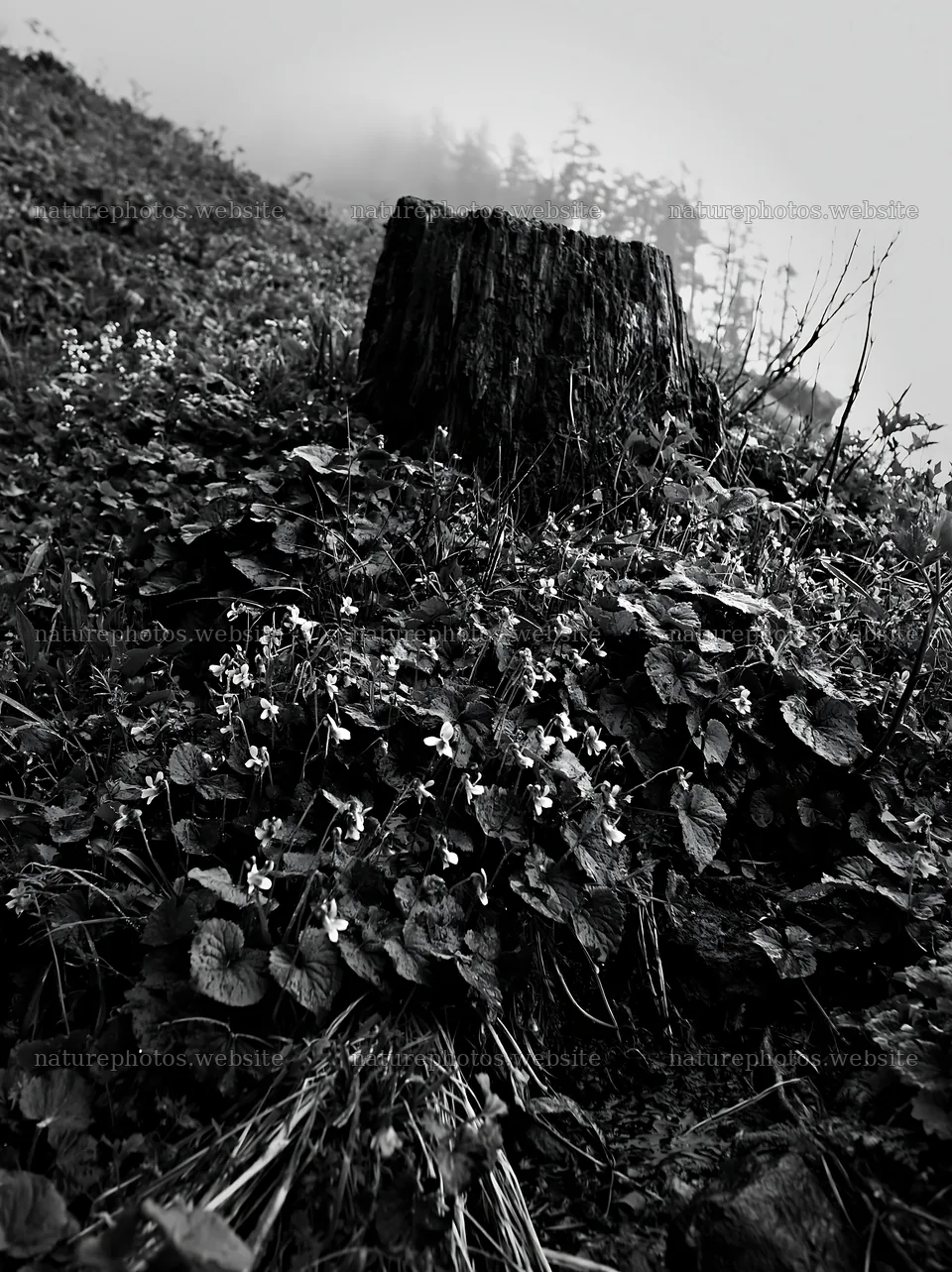 Fukushima native meadow with weathered stump – nature photos 6866x9174