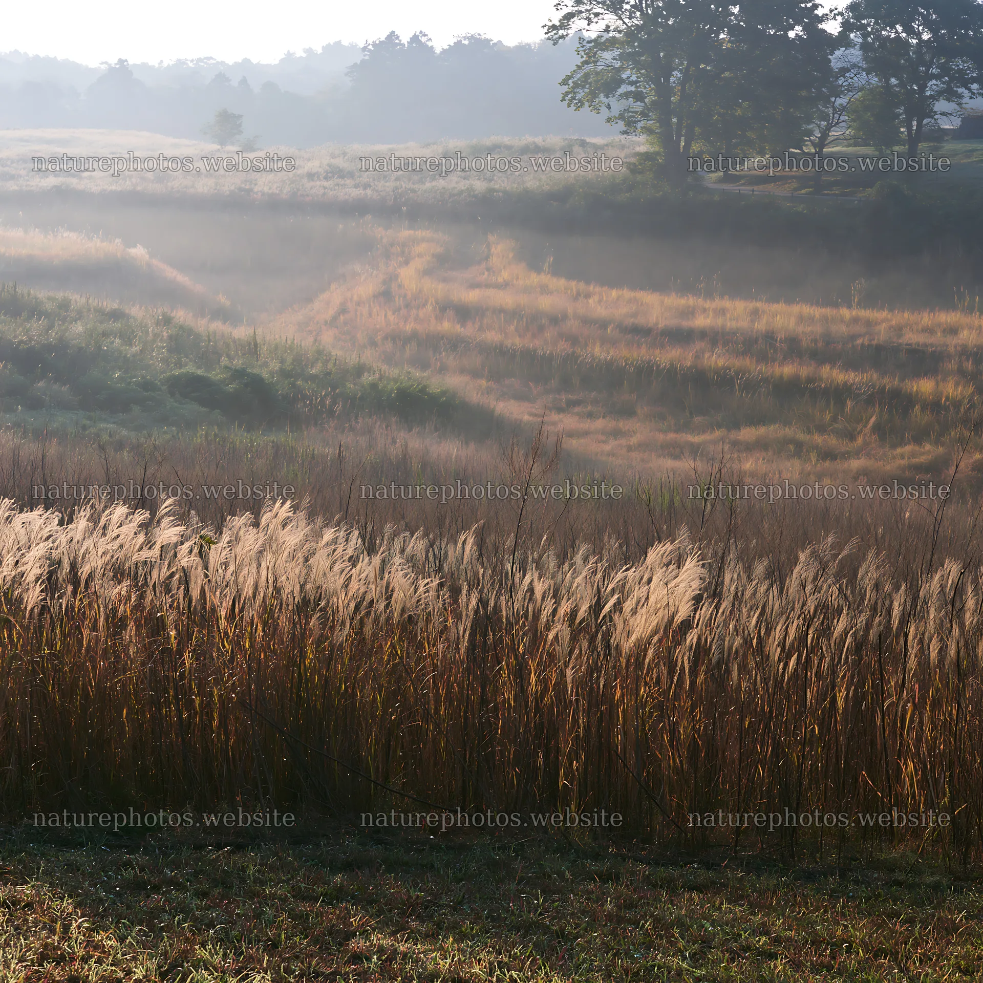 Aichi restored meadow autumn seedheads foreground with morning light – nature photos 7938x7938