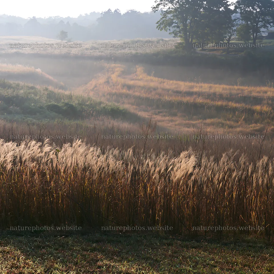 Aichi restored meadow autumn seedheads foreground with morning light – nature photos 7938x7938