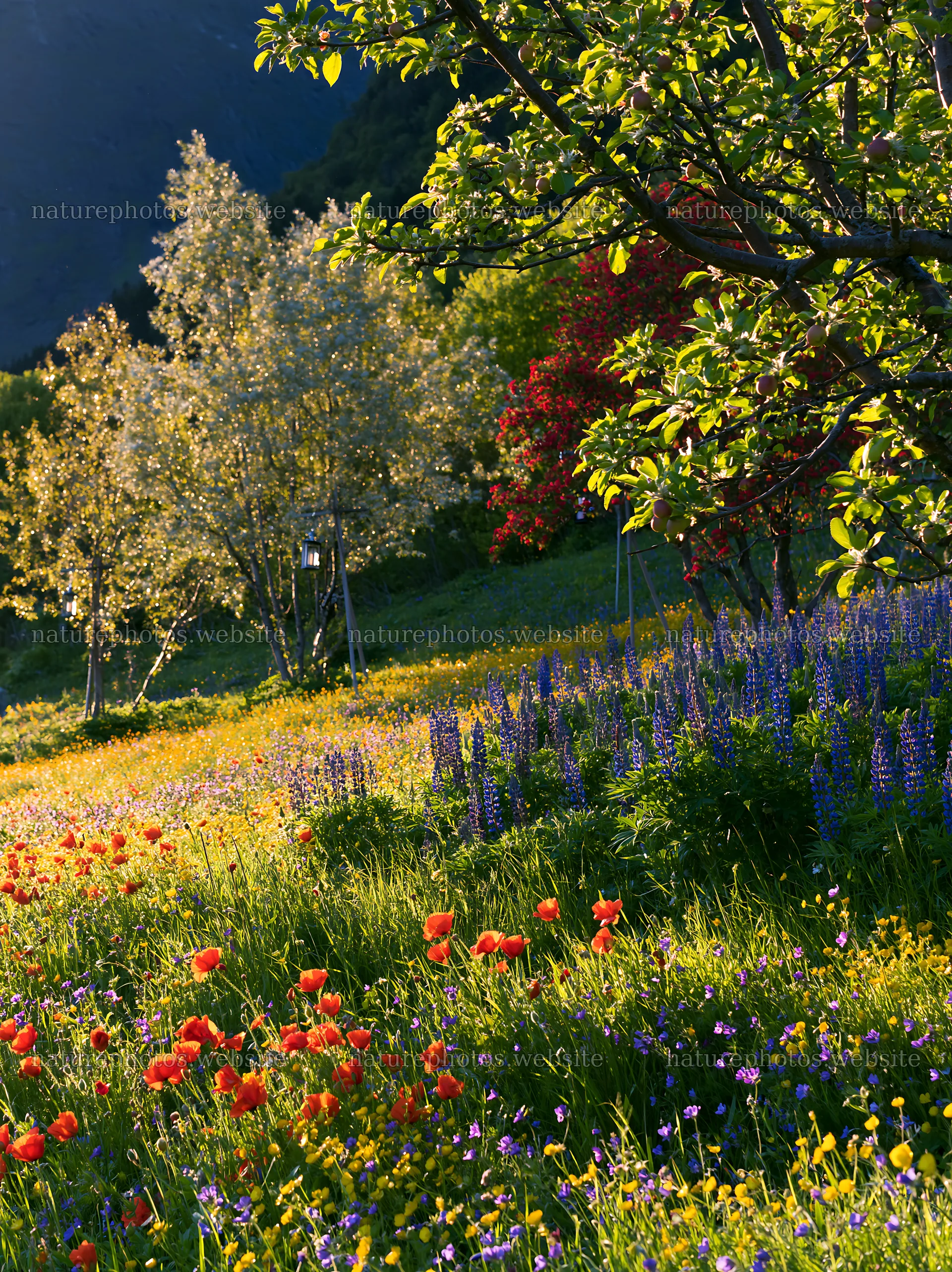 Apple tree meadow with lanterns in Lofoten during Christmas – nature photos 6866x9174