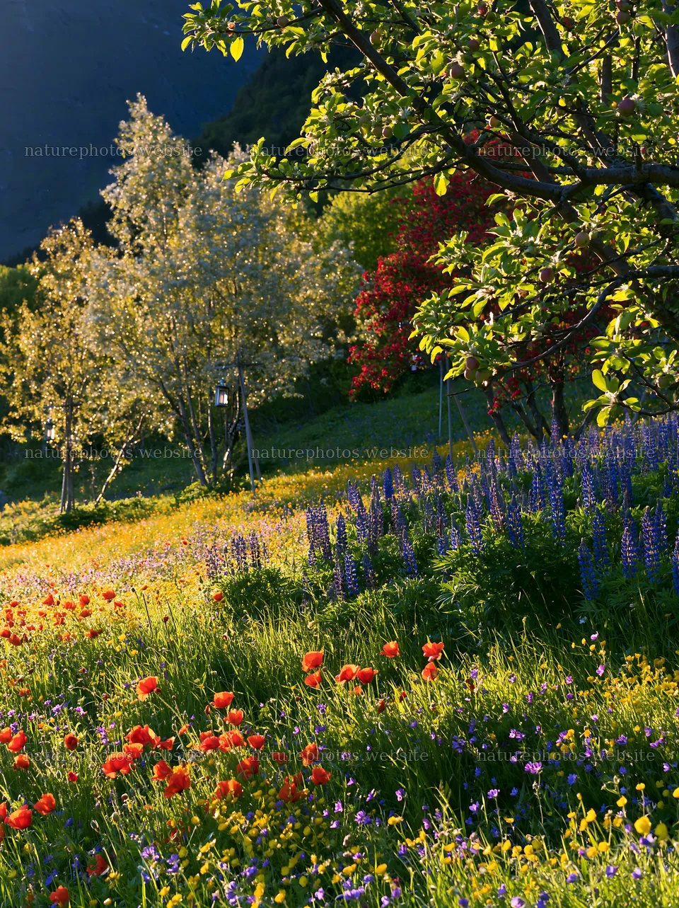 Apple tree meadow with lanterns in Lofoten during Christmas – nature photos 6866x9174