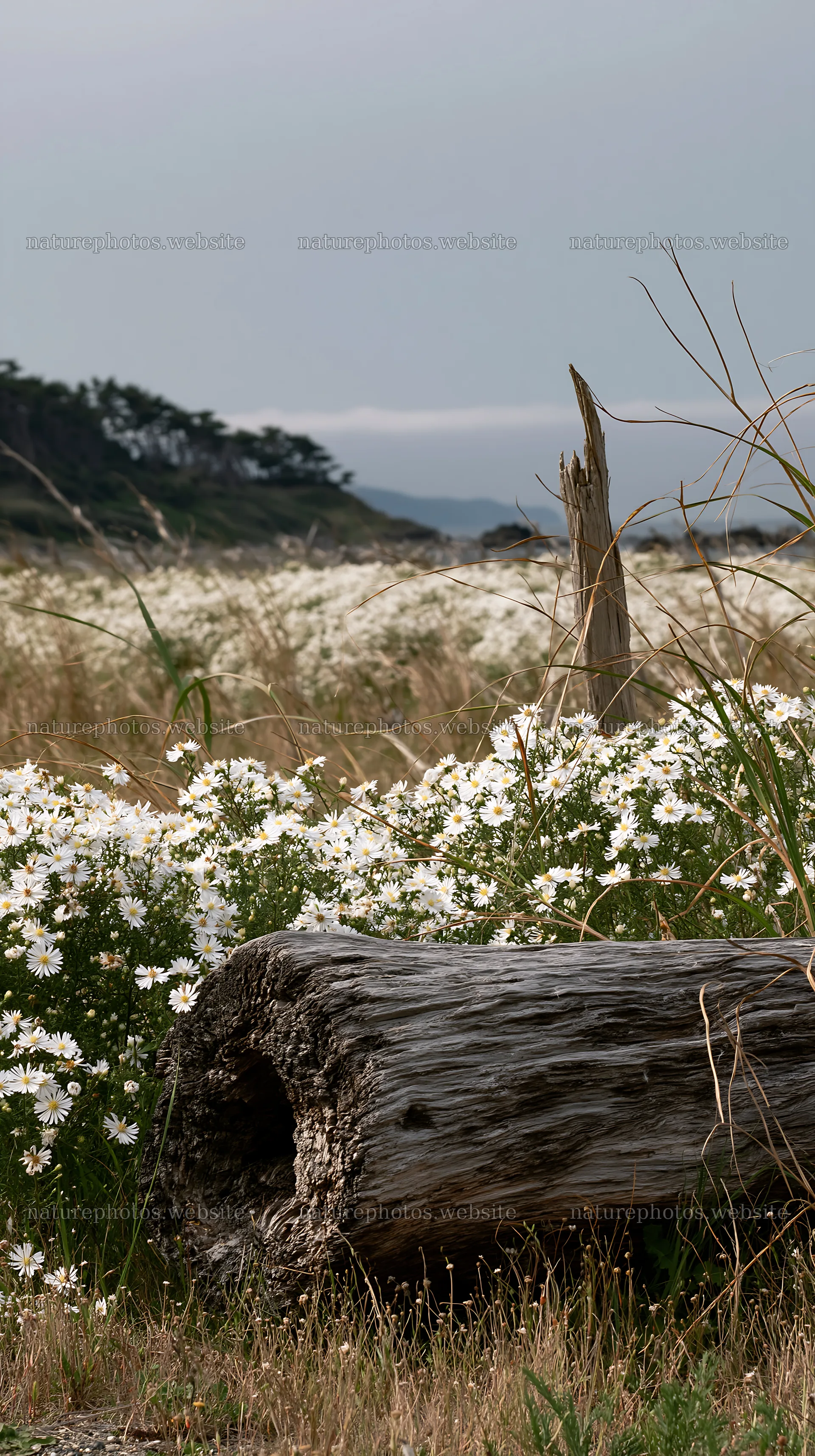 Chiba coastal climate meadow driftwood foreground – nature photos 5938x10608