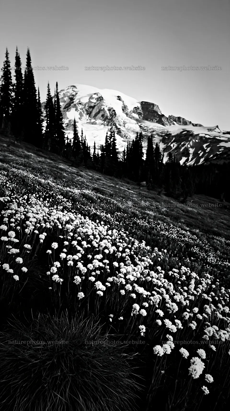 Mount Rainier wildflower meadow at sunrise – nature photos 5938x10608