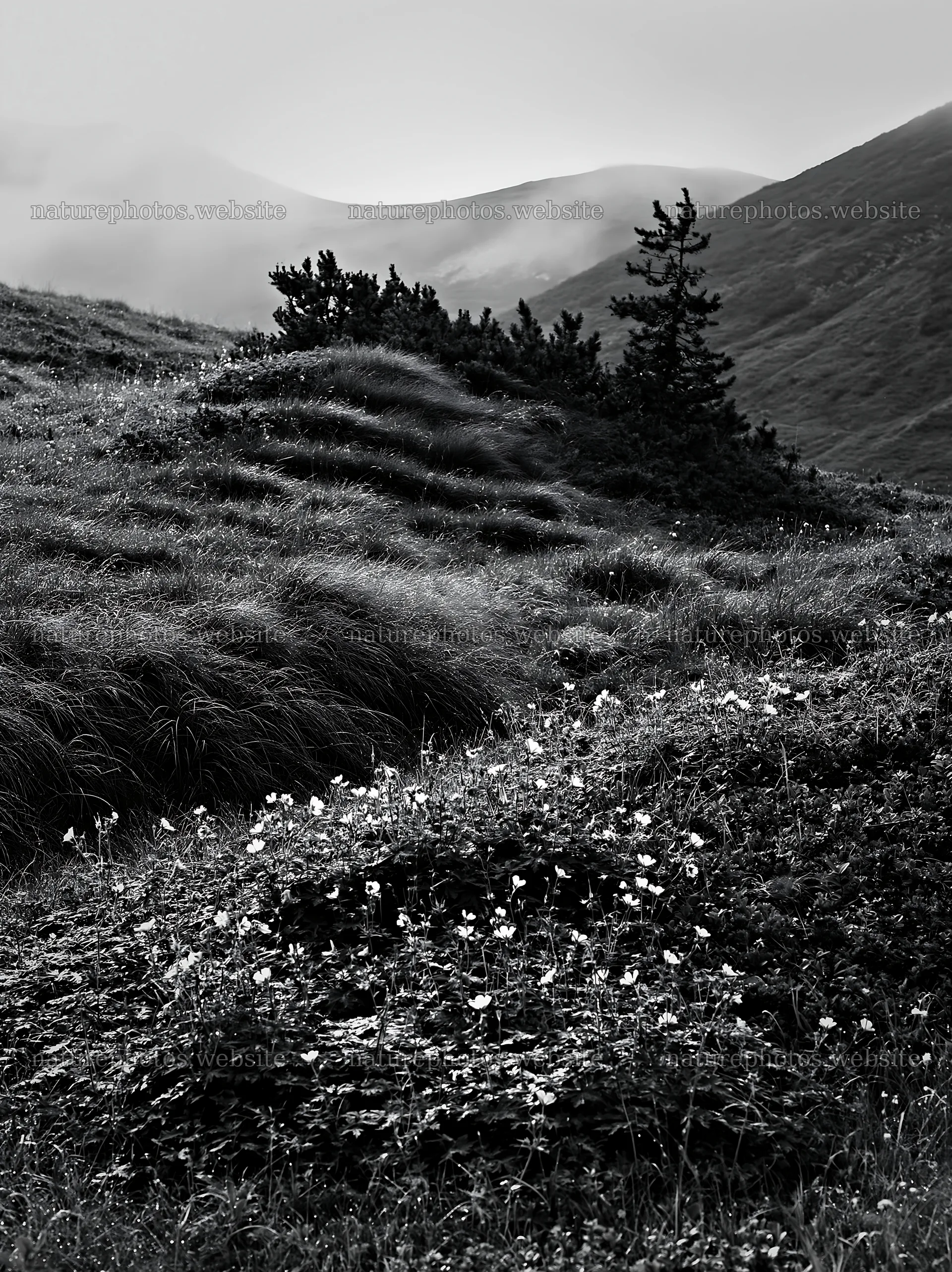 Dewy meadow with flowers and hills in the background – nature photos 6866x9174