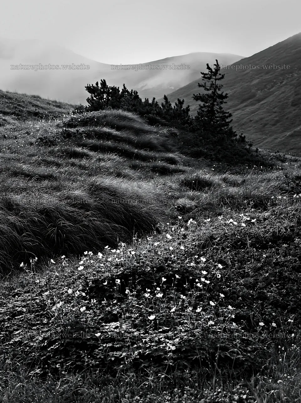 Dewy meadow with flowers and hills in the background – nature photos 6866x9174