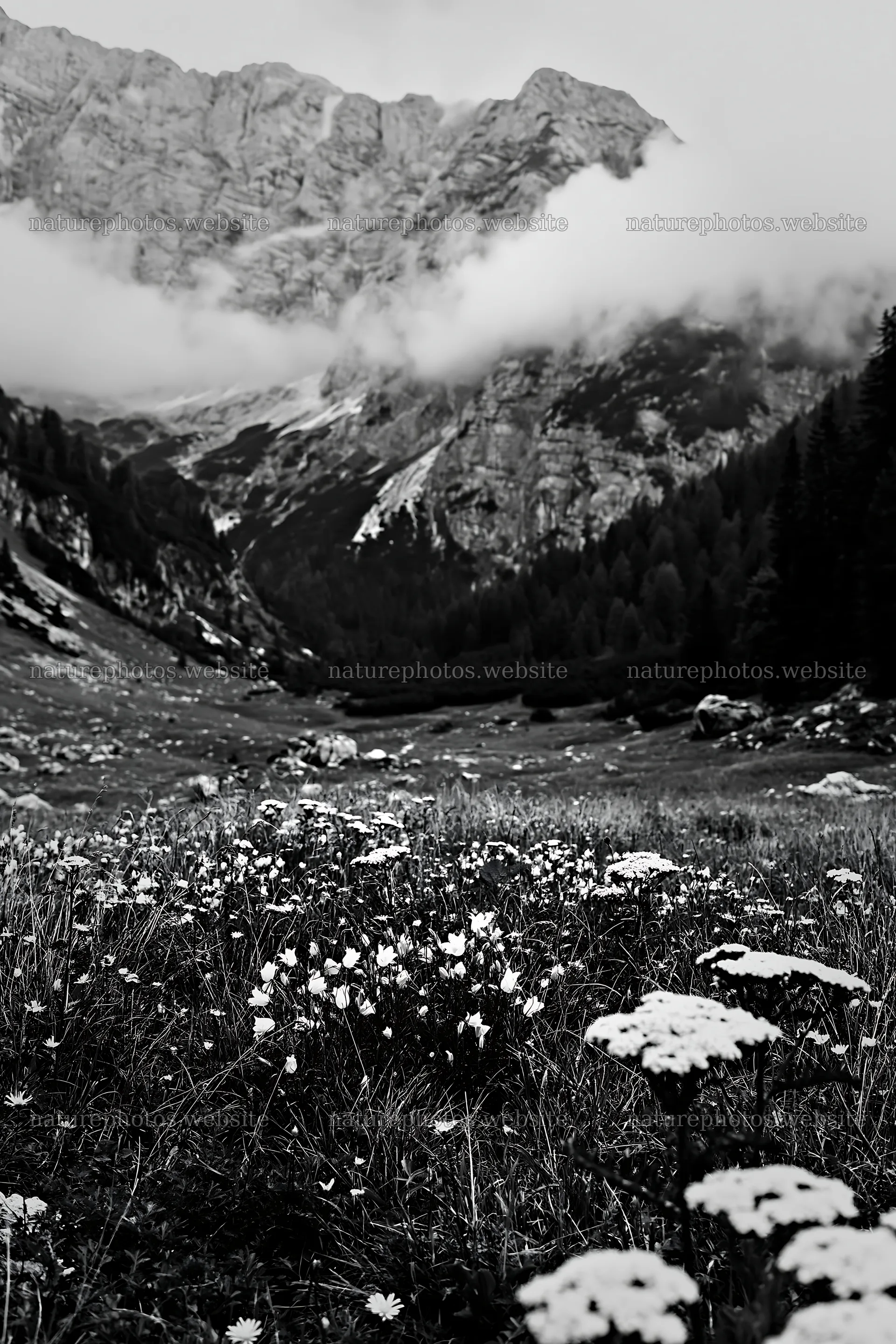 Meadow beneath crags with flowers and surrounding mountains – nature photos 6480x9722