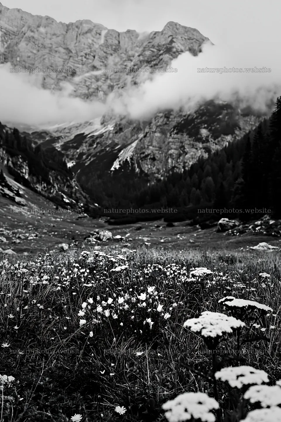 Meadow beneath crags with flowers and surrounding mountains – nature photos 6480x9722