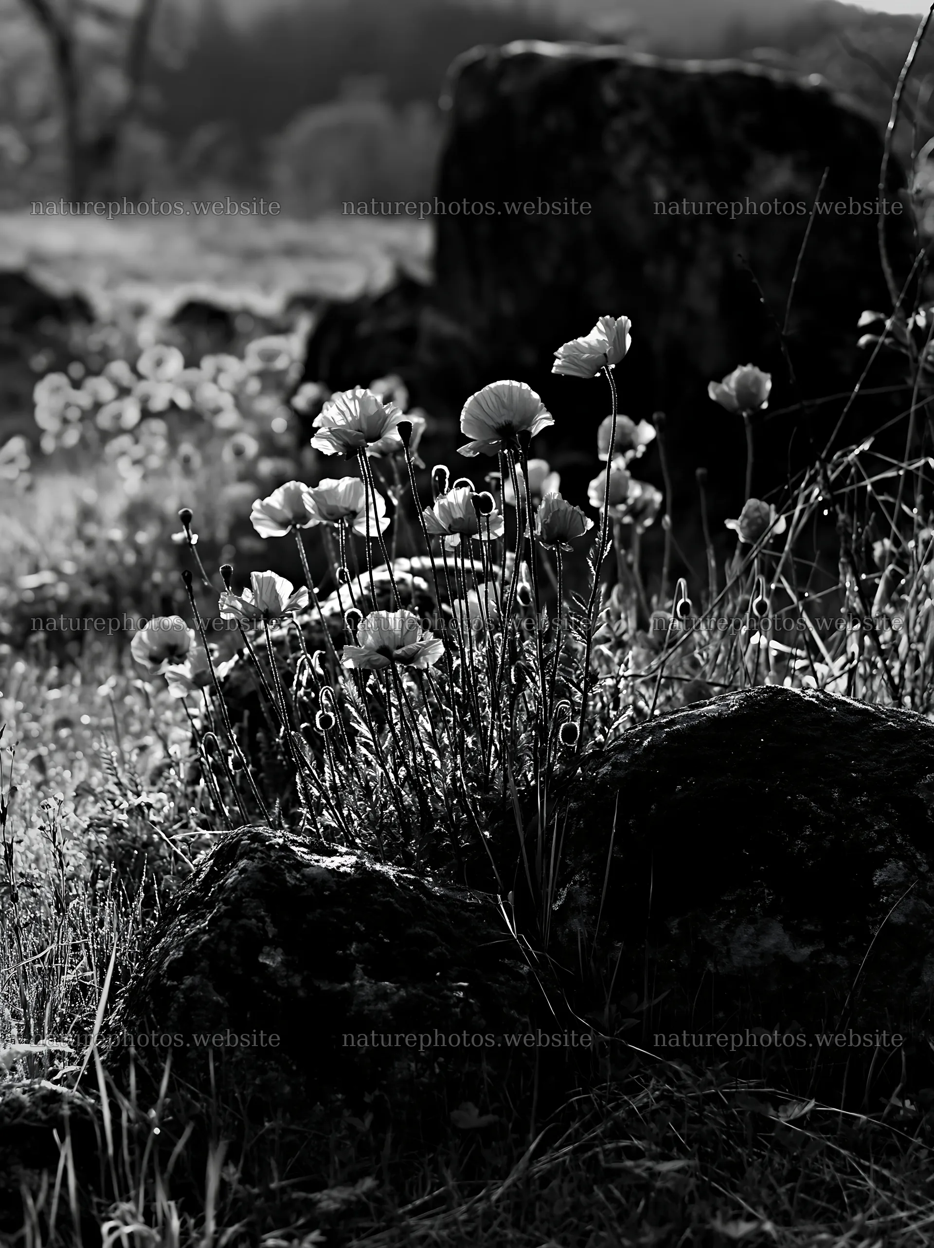 Miyagi spring recovery meadow mossy stone with red flowers – nature photos 6866x9174