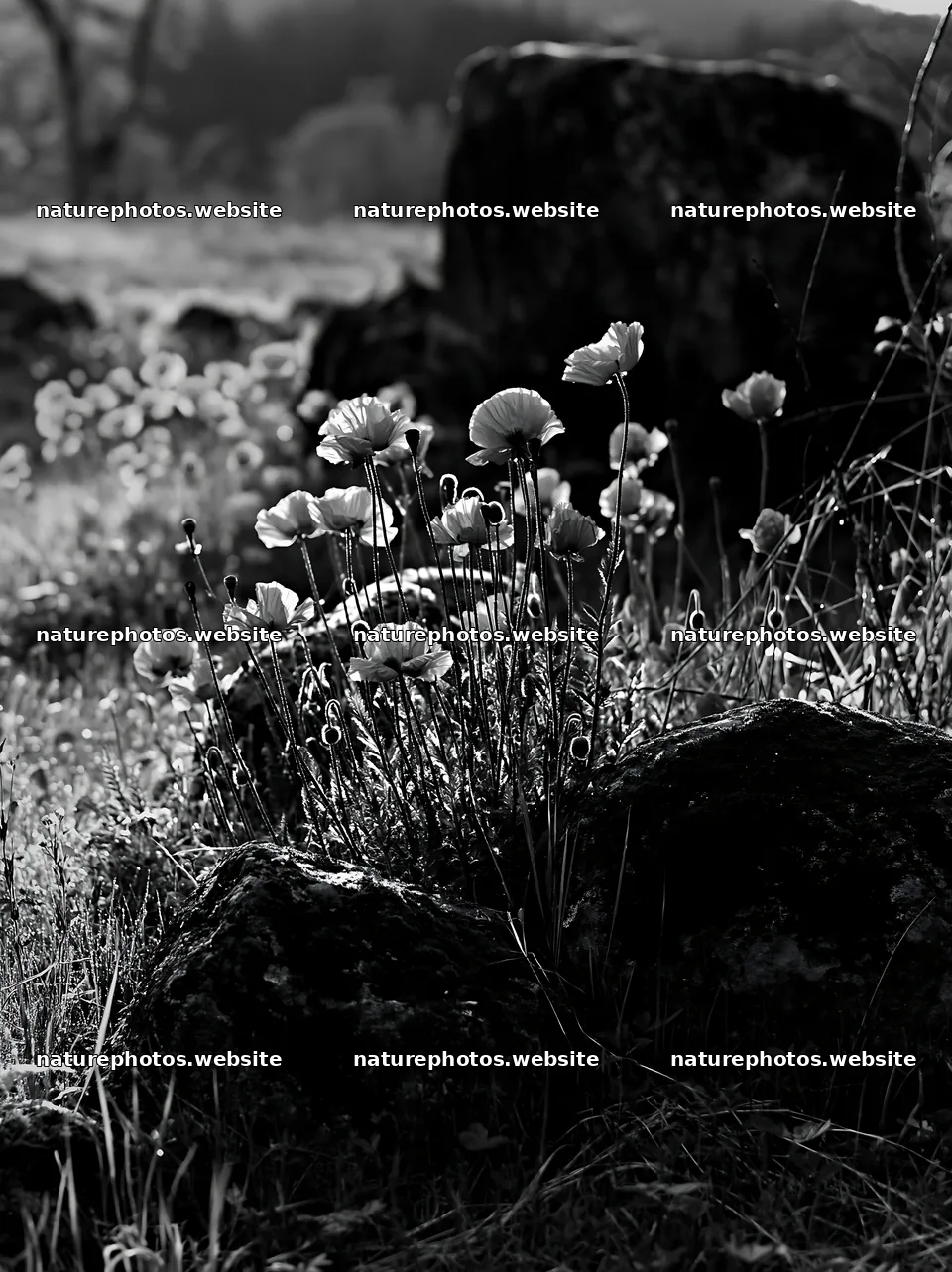 Miyagi spring recovery meadow mossy stone with red flowers – nature photos 6866x9174