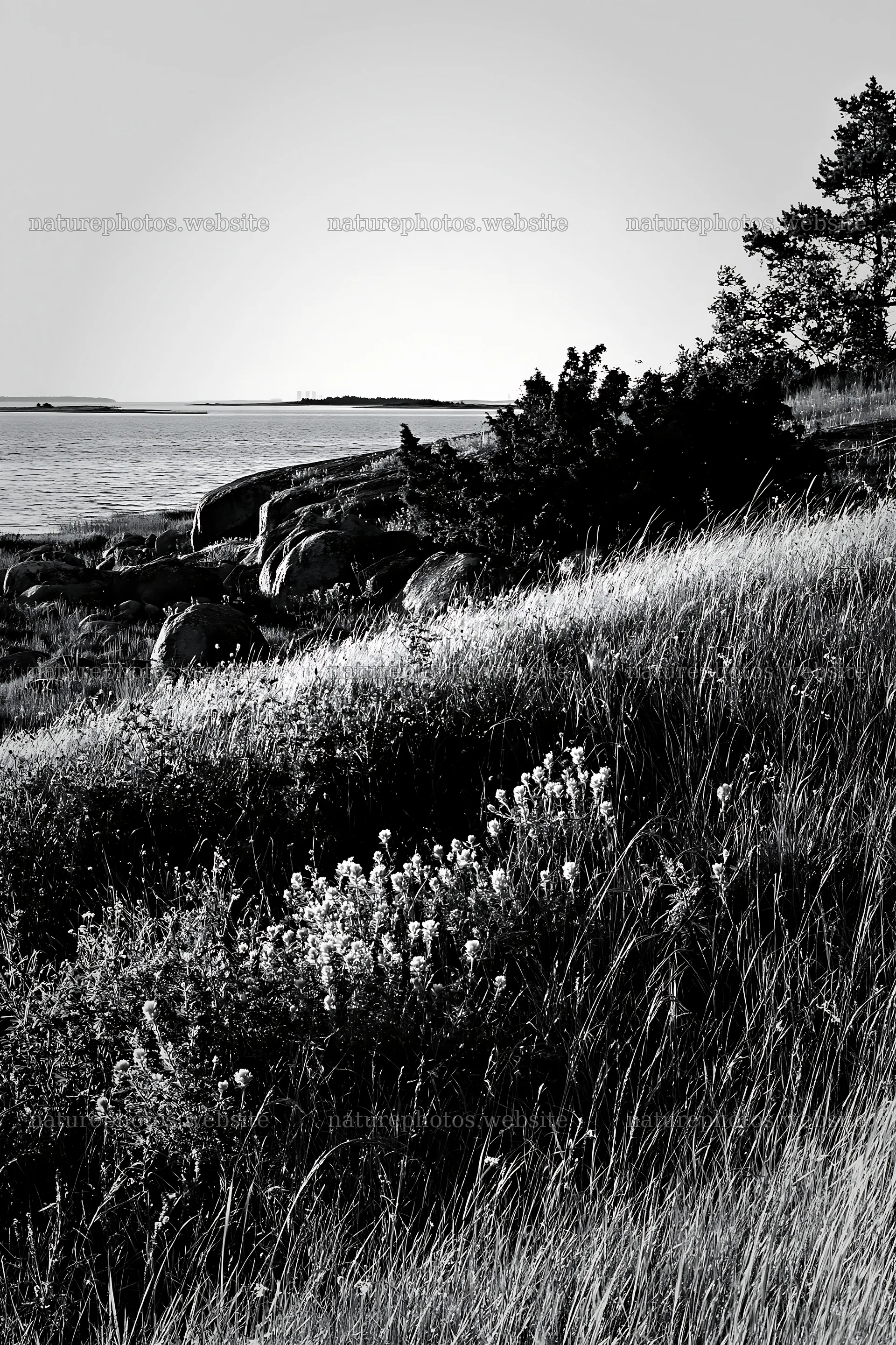 Coastal meadow with rocks and trees near the water – nature photos 6480x9722