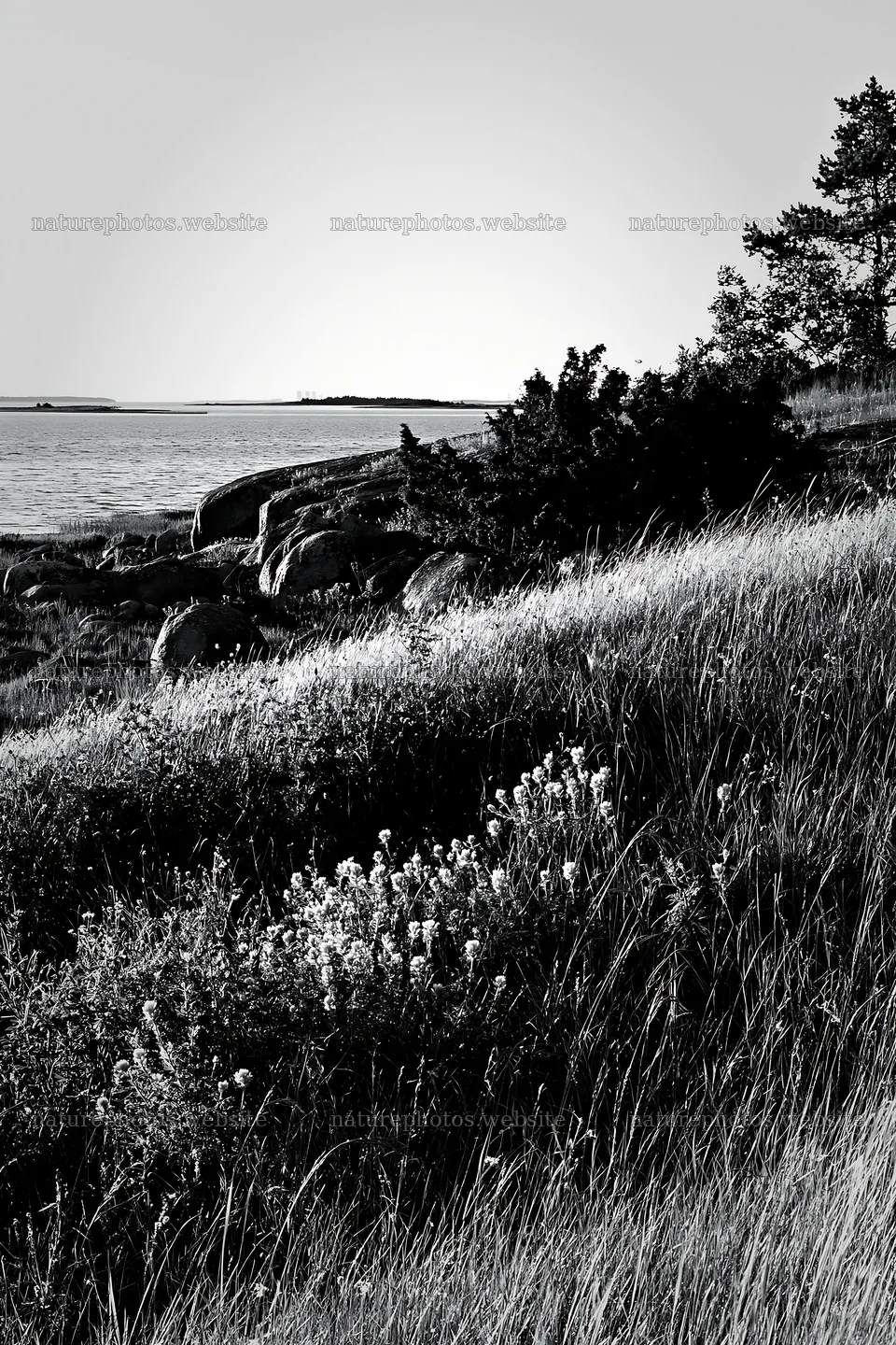 Coastal meadow with rocks and trees near the water – nature photos 6480x9722