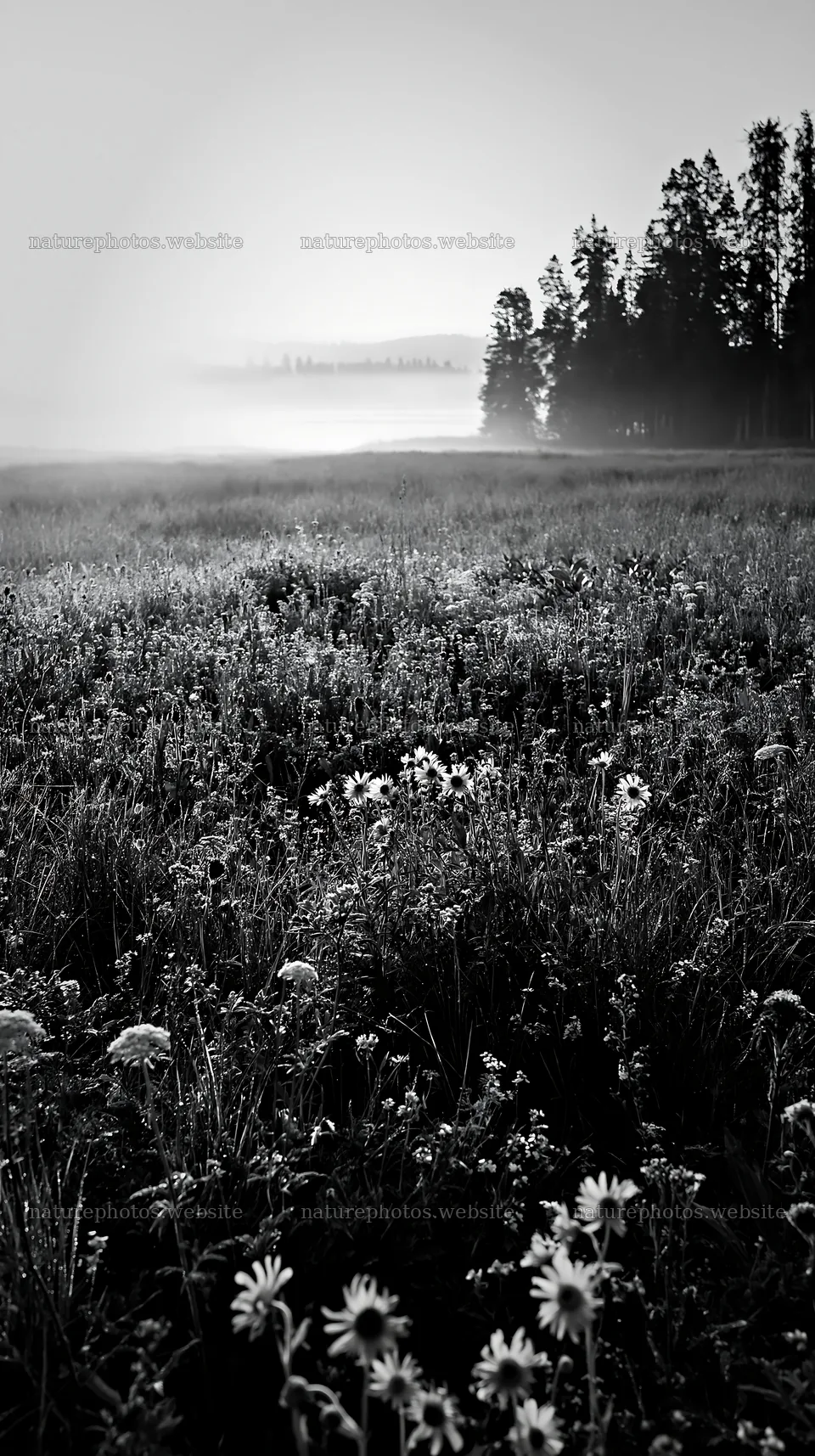 Sunlit lakeside meadow with wildflowers and trees in background – nature photos 5938x10608