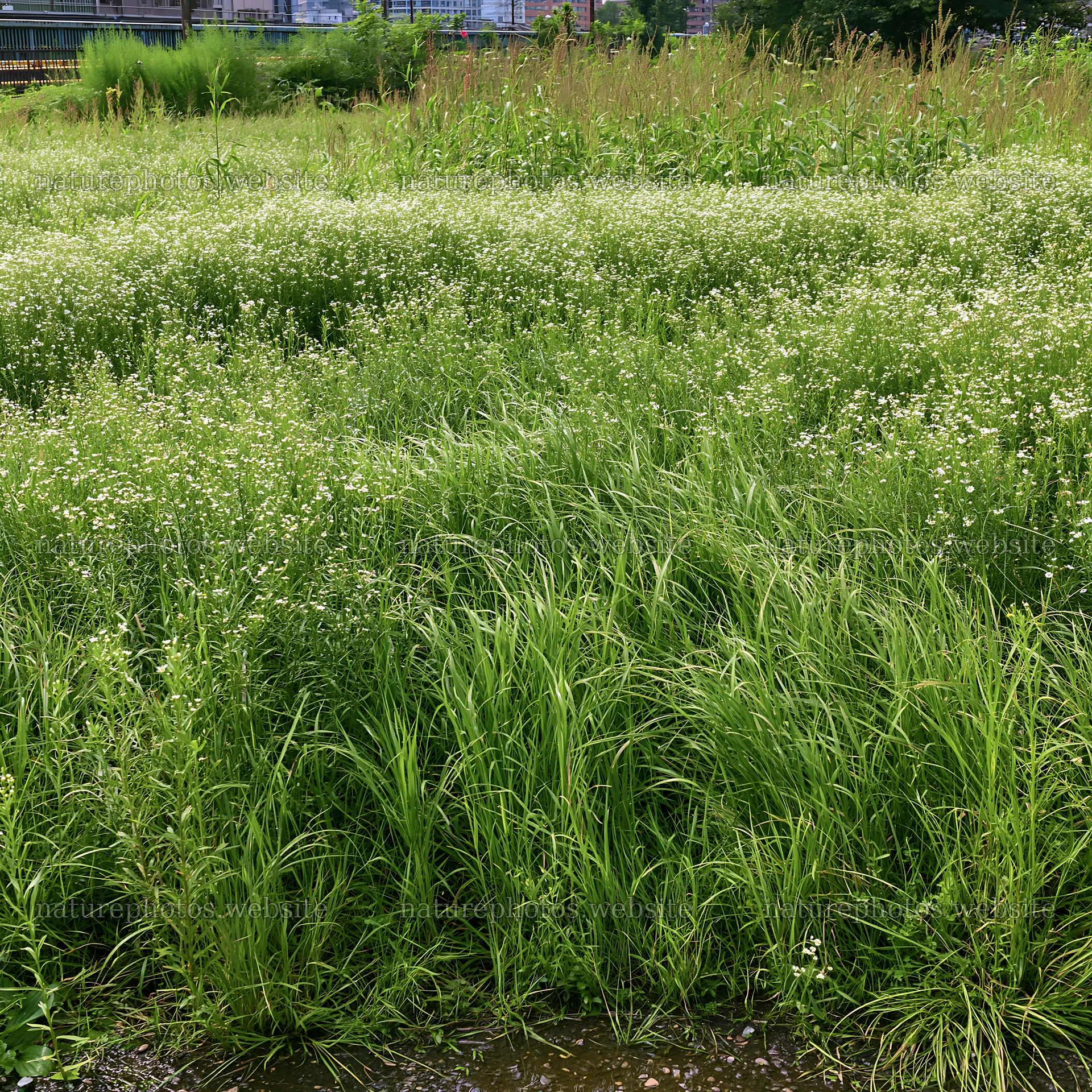 Tokyo urban biodiversity meadow with seedheads full of green grass – nature photos 7938x7938