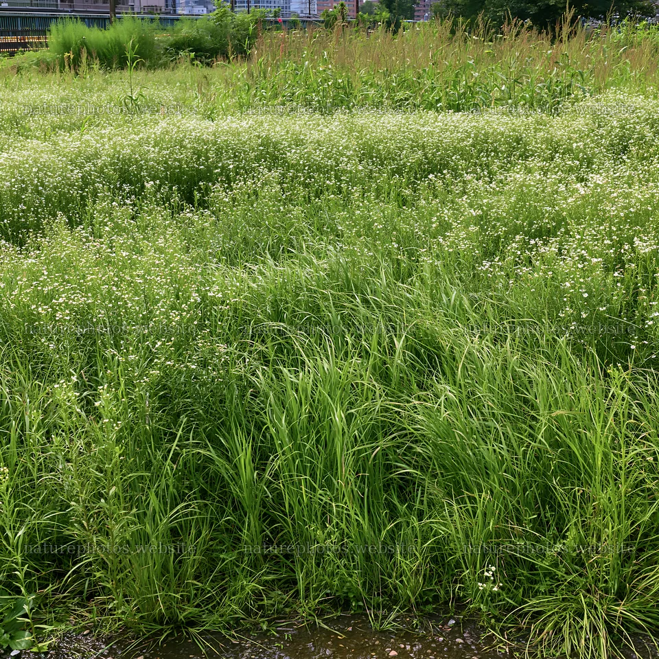 Tokyo urban biodiversity meadow with seedheads full of green grass – nature photos 7938x7938