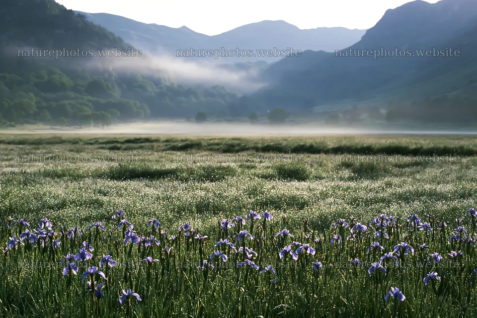 Silver dew settles on a meadow filled with flowers in the morning – nature photos 9722x6480