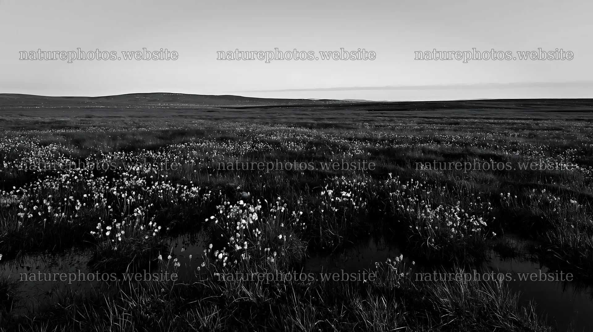 Cottongrass meadow under evening light – nature photos 10608x5938