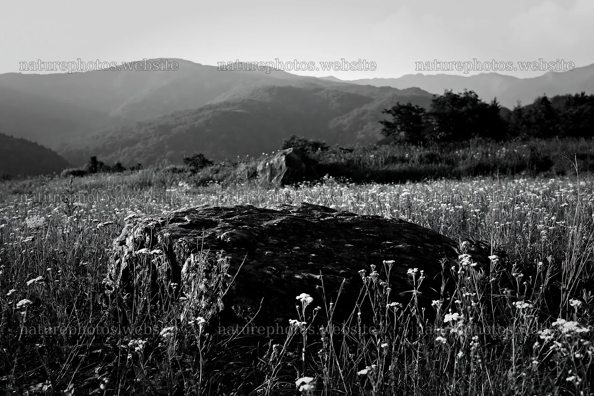 Nagano meadow with granite boulder and drought resilient plants – nature photos 9722x6480