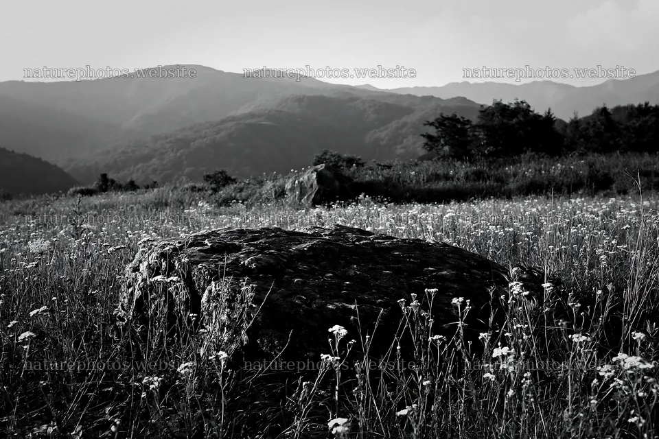 Nagano meadow with granite boulder and drought resilient plants – nature photos 9722x6480