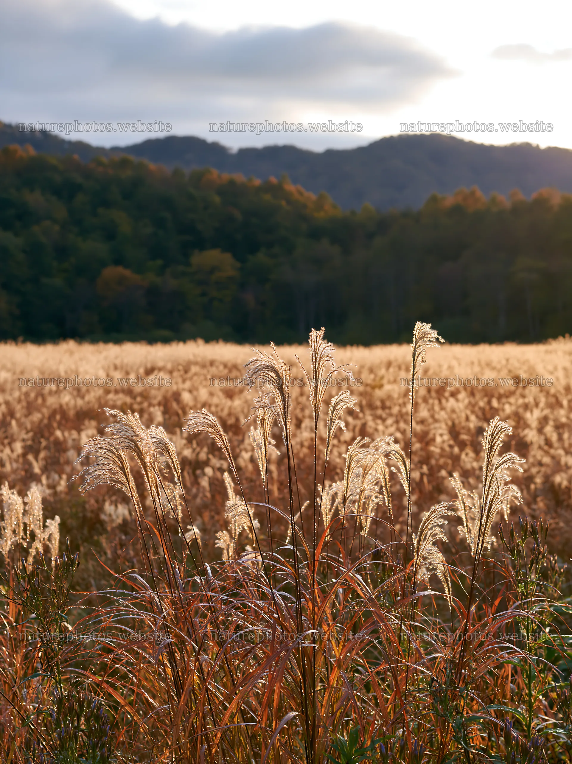 Iwate rain refreshed meadow seedhead foreground – nature photos 6866x9174