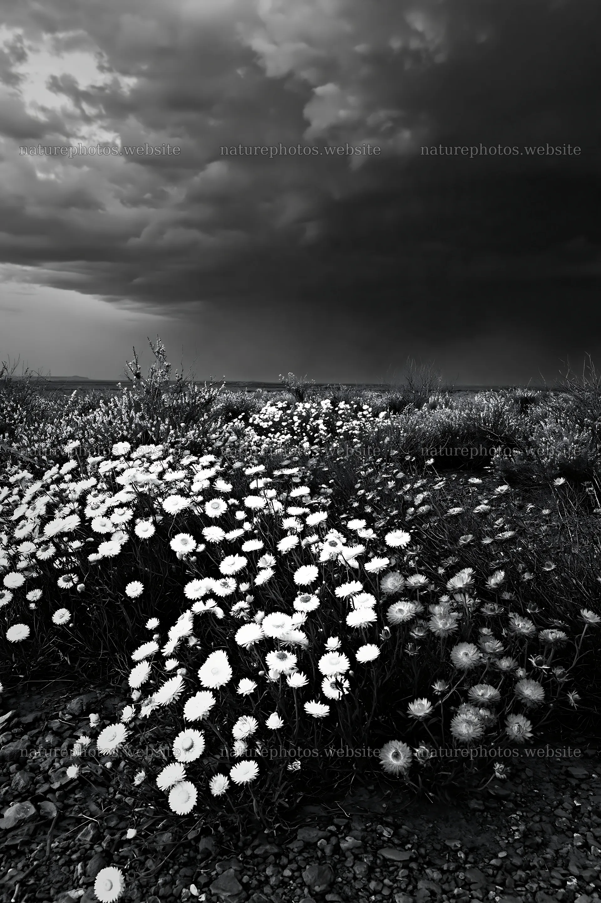 Dry meadow with drought-tolerant flowers under a stormy sky – nature photos 6480x9722