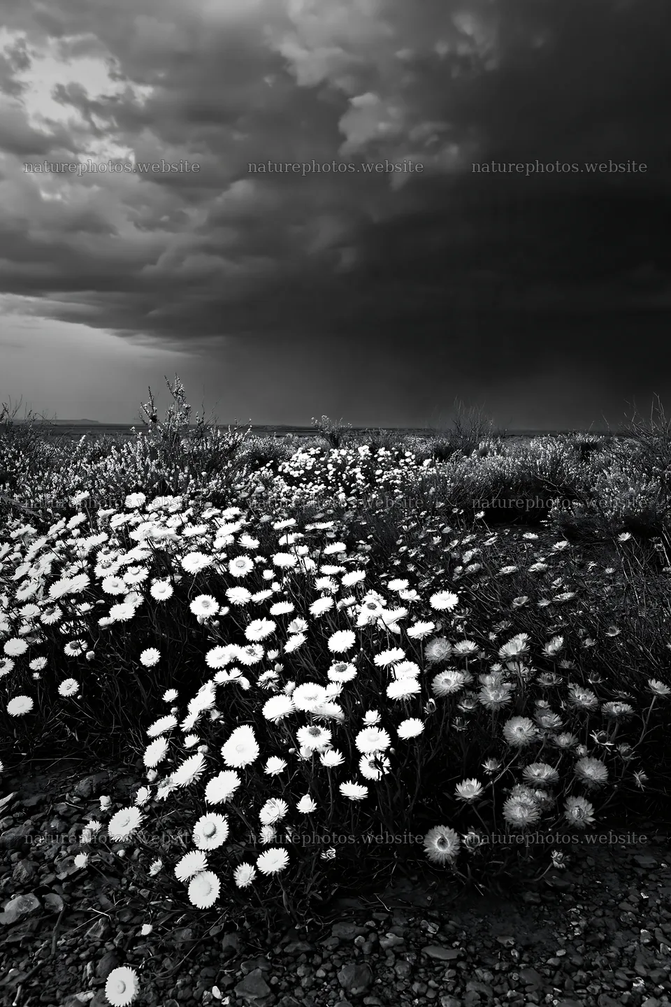 Dry meadow with drought-tolerant flowers under a stormy sky – nature photos 6480x9722