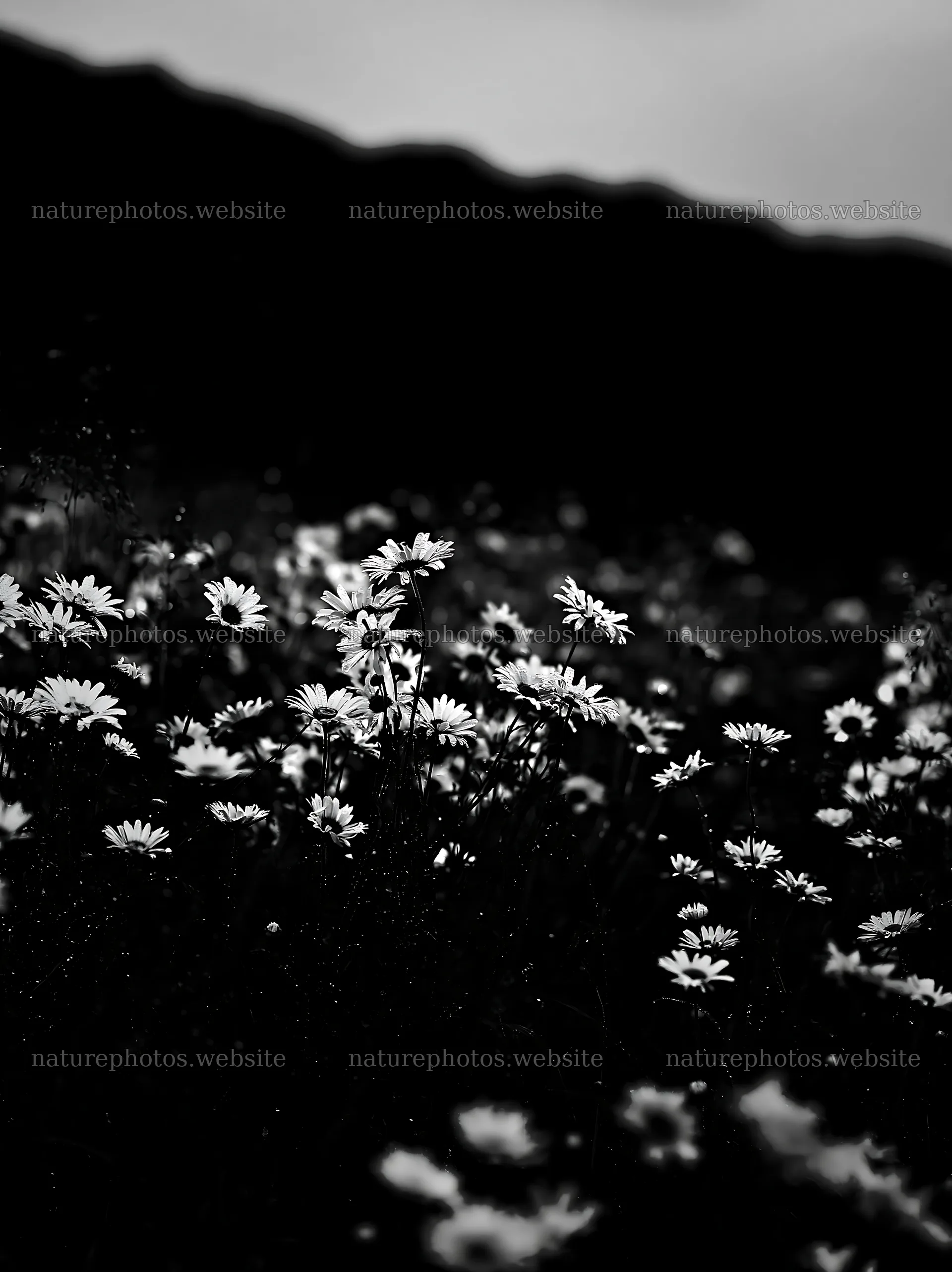 Silver dew meadow with daisies in monochrome setting – nature photos 6866x9174