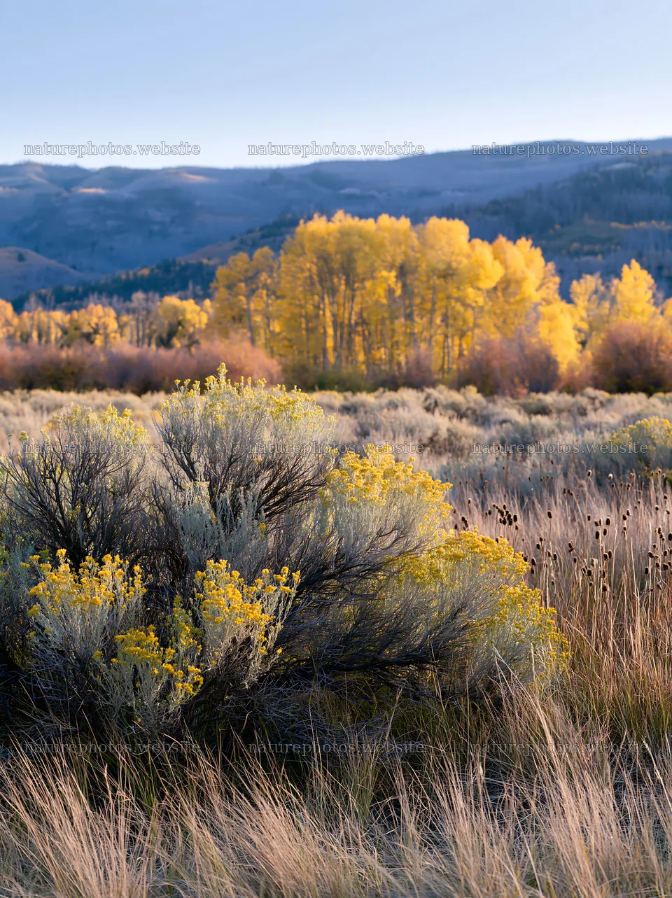 Sagebrush meadow in the light with fall colors and mountains – nature photos 6866x9174