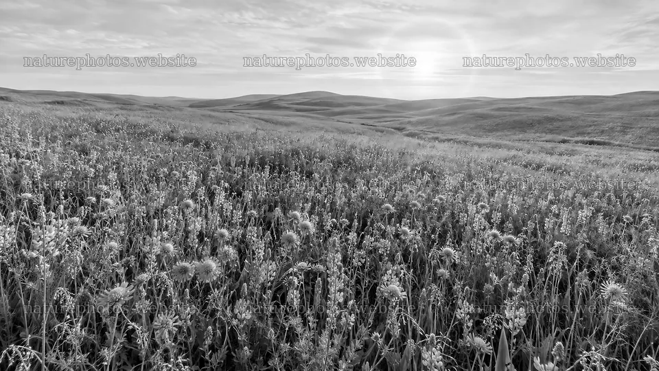 Wildflower Meadow Across Rolling Hills – nature photos 10324x5812