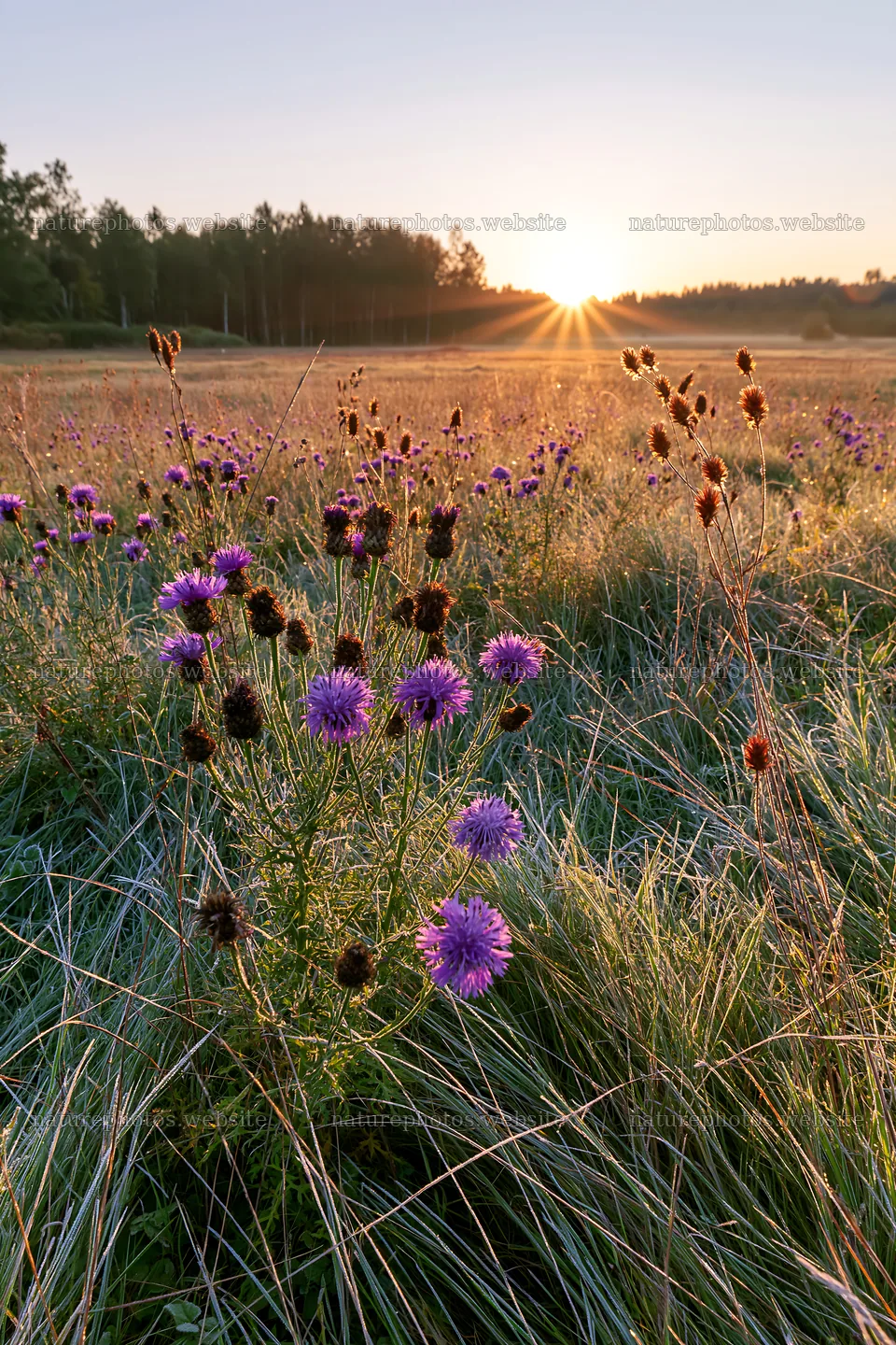 Knapweed blooming in a meadow at sunrise – nature photos 6480x9722