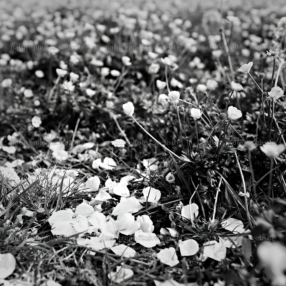 Fukuoka spring meadow with fallen blossoms in the foreground – nature photos 7938x7938