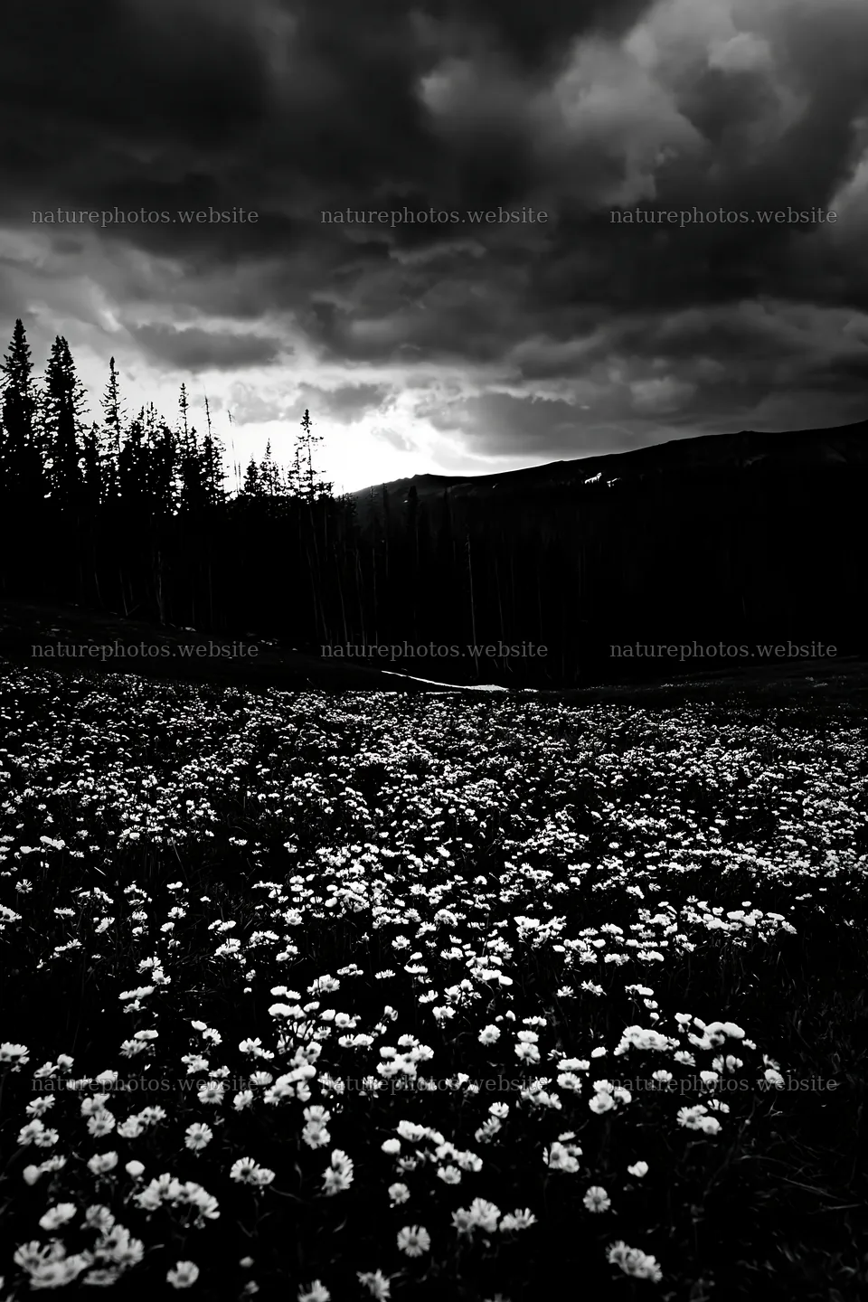 Snowy Rocky Mountain Park meadow under dark clouds – nature photos 6480x9722