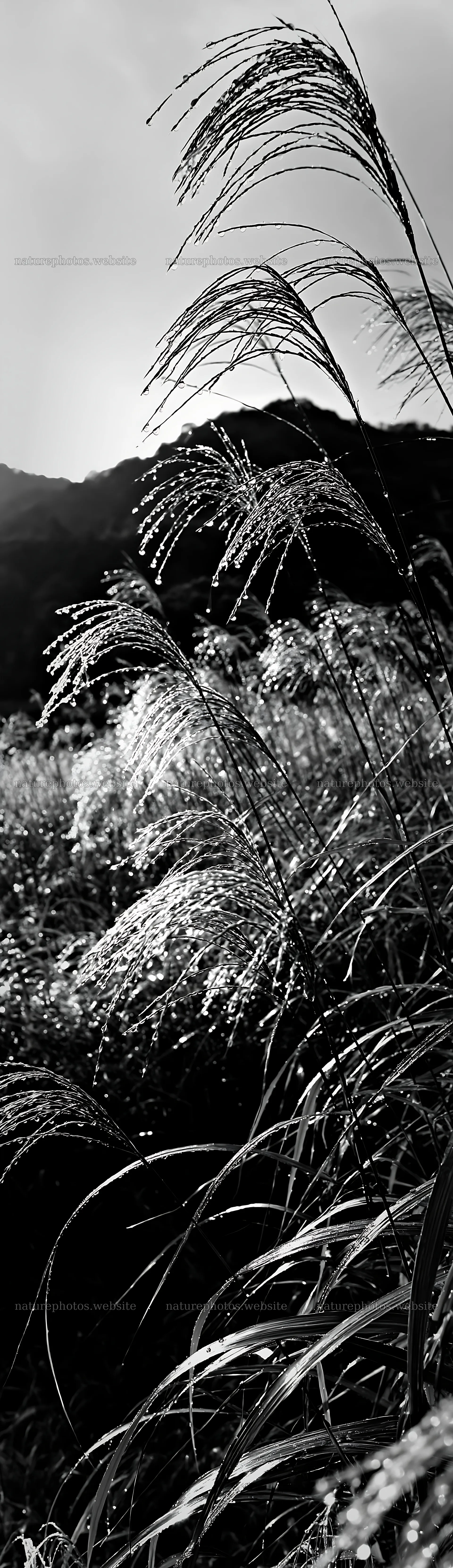 Fukui native grass meadow rain droplets glisten in sunlight – nature photos 4268x14762