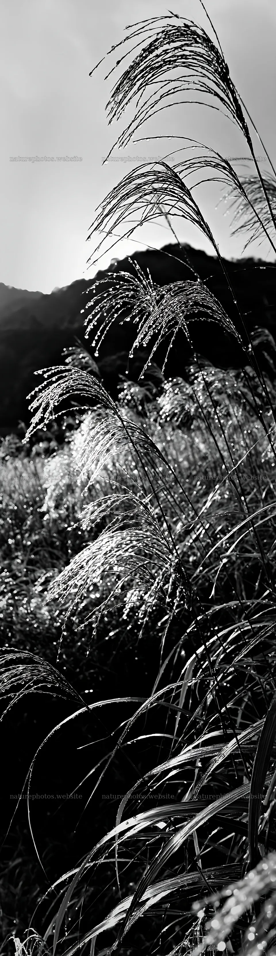 Fukui native grass meadow rain droplets glisten in sunlight – nature photos 4268x14762
