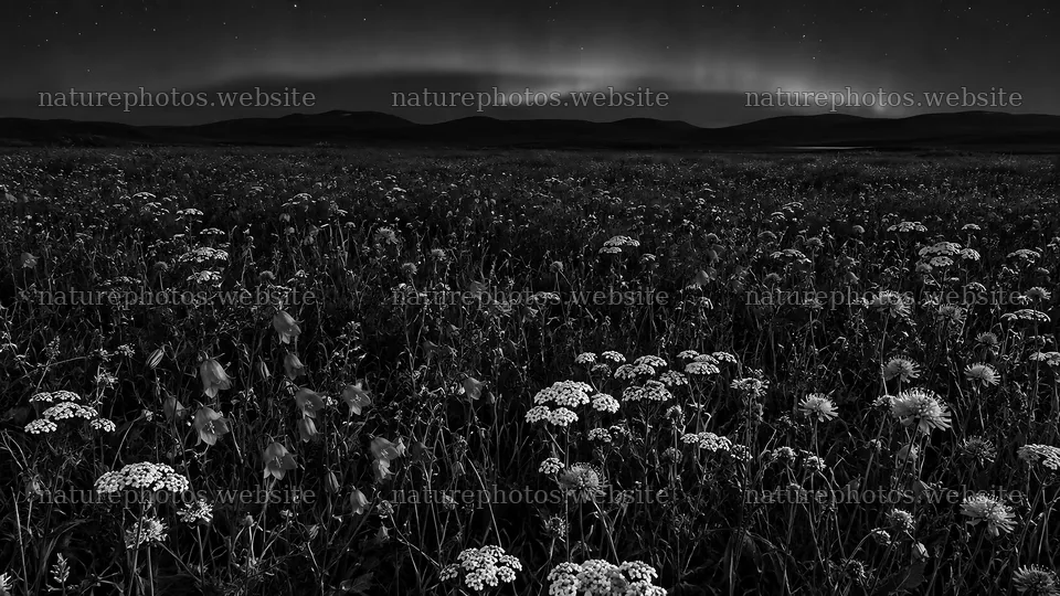 Wildflower Meadow Under a Dark Starry Sky – nature photos 10324x5812