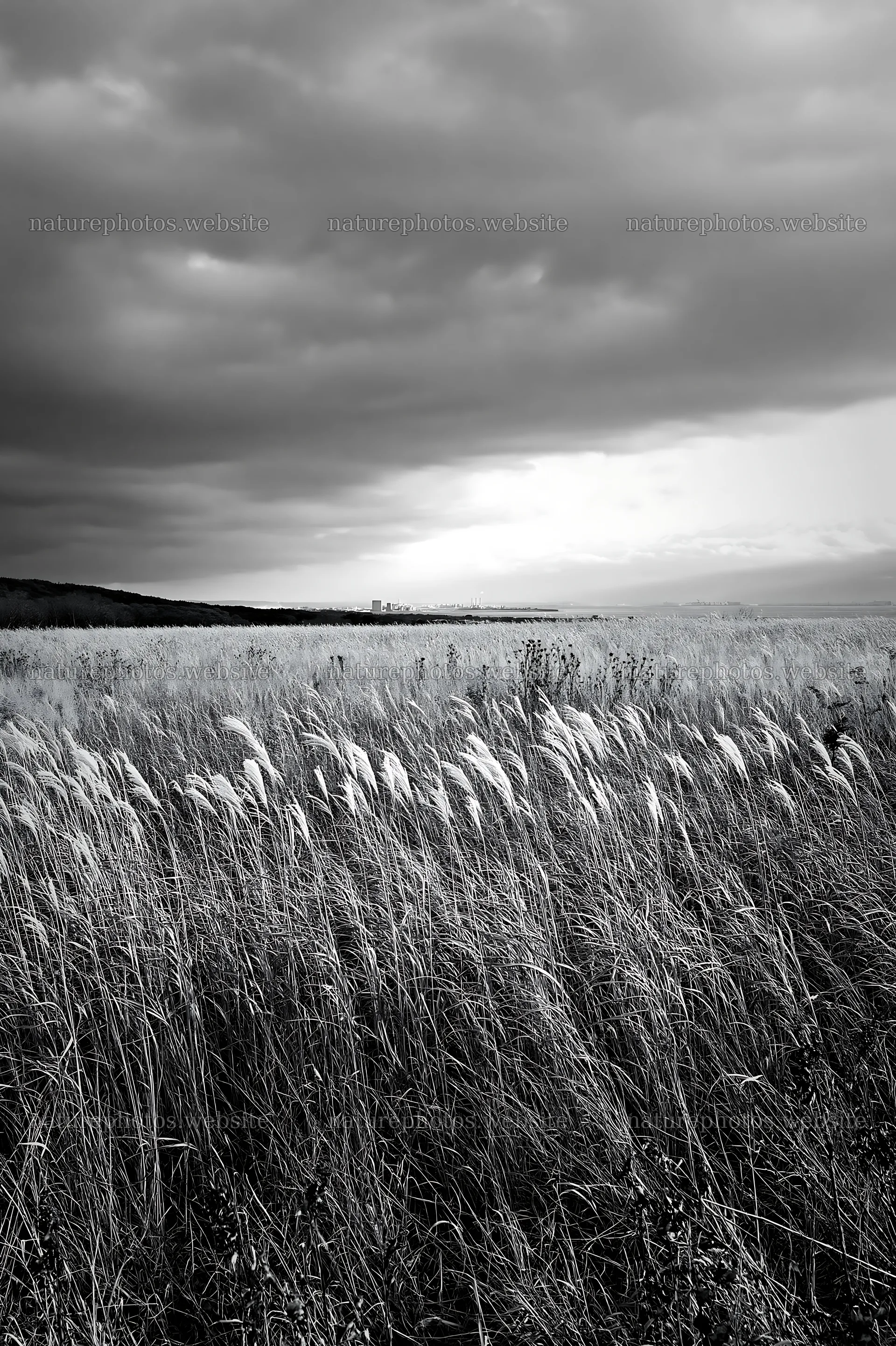 Aichi restored meadow autumn seedheads foreground under cloudy sky – nature photos 6480x9722