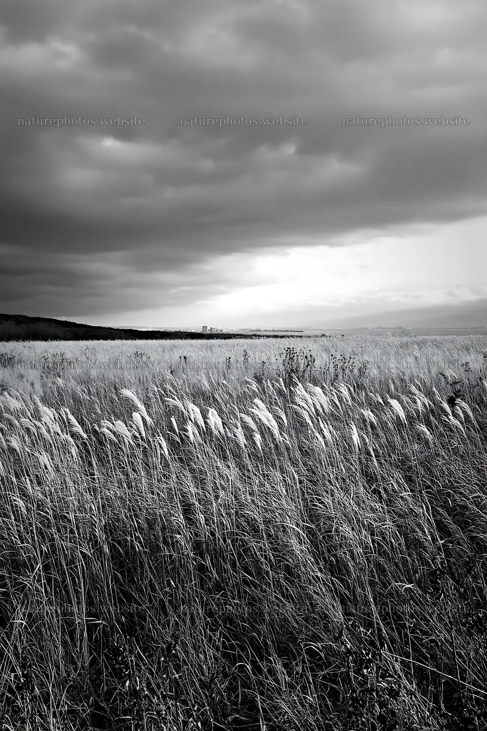 Aichi restored meadow autumn seedheads foreground under cloudy sky – nature photos 6480x9722