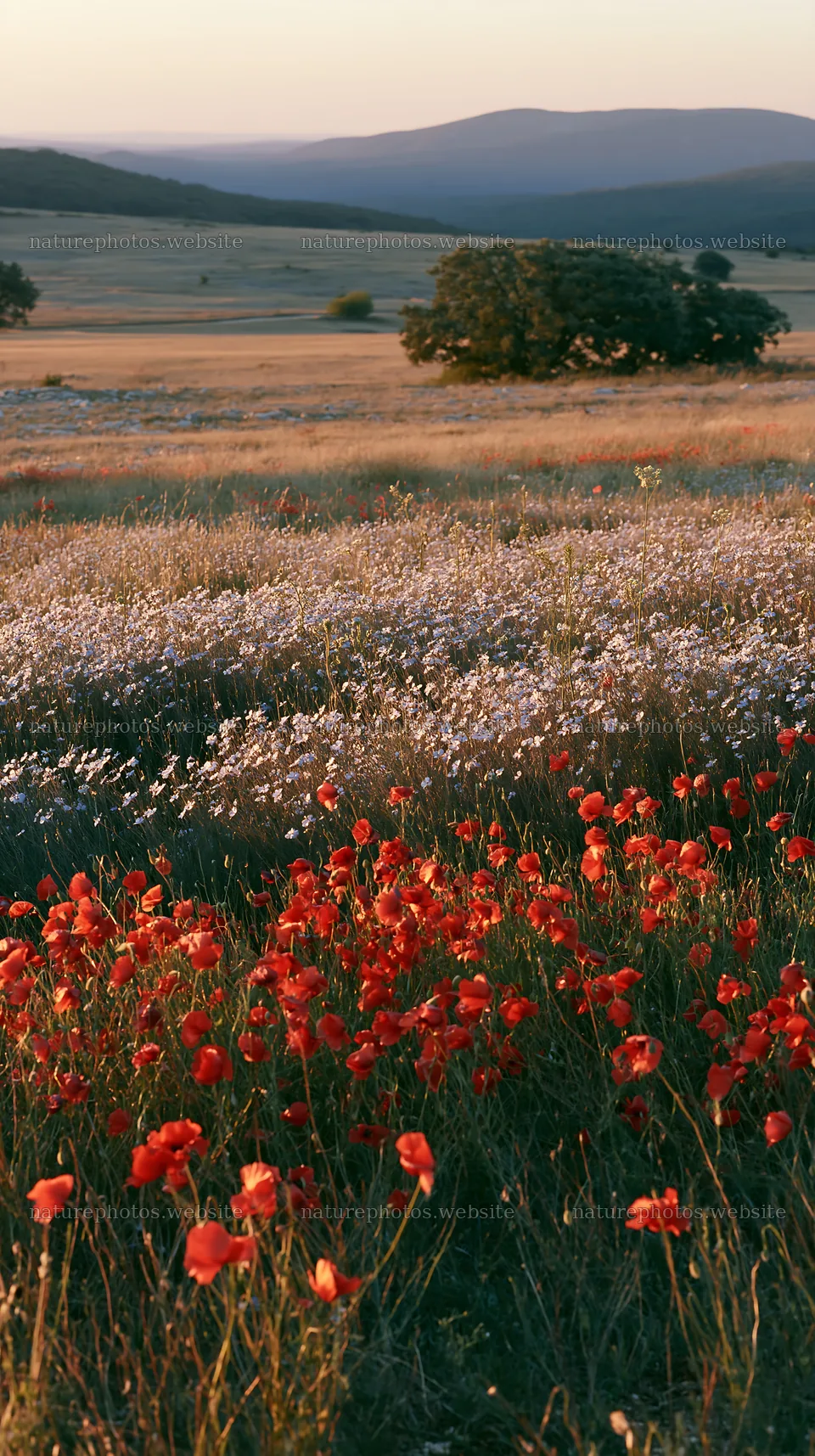Poppy flax meadow with red flowers in evening light – nature photos 5938x10608