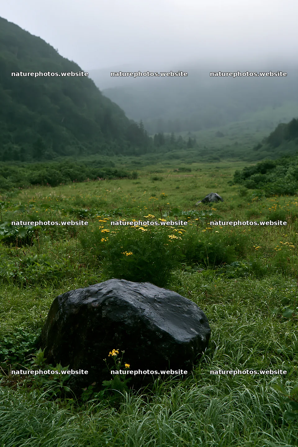 Aomori climate resilient meadow with boulder under misty sky – nature photos 6480x9722