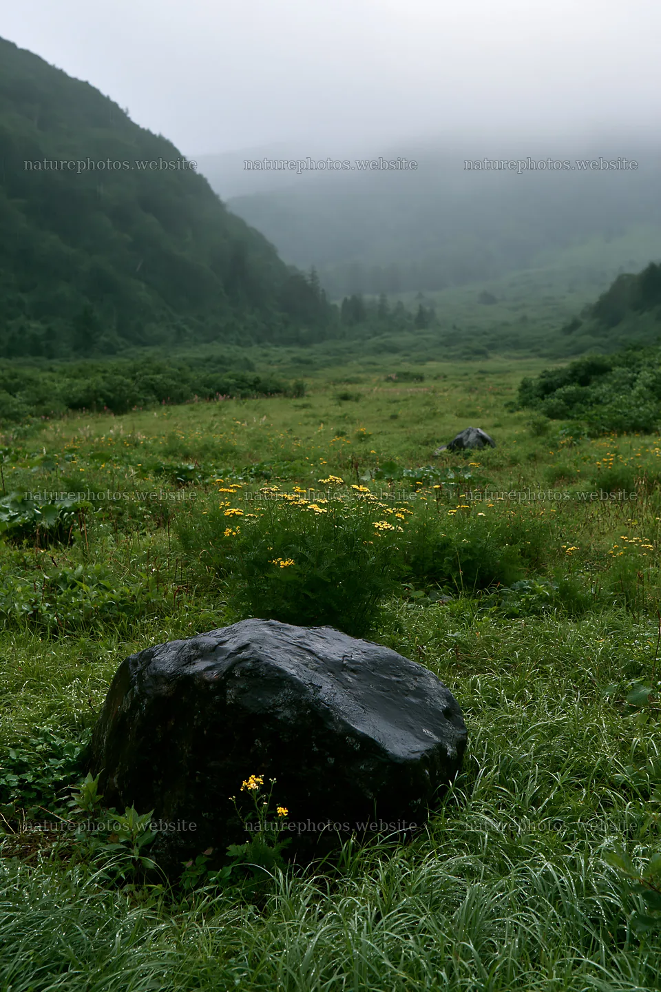 Aomori climate resilient meadow with boulder under misty sky – nature photos 6480x9722