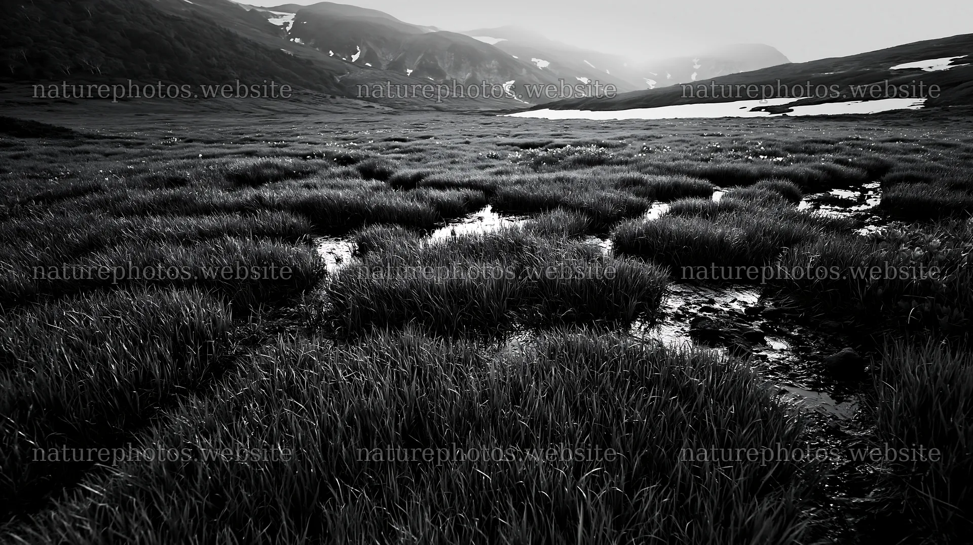Akita snowmelt meadow with silver grasses under sunlight – nature photos 10608x5938