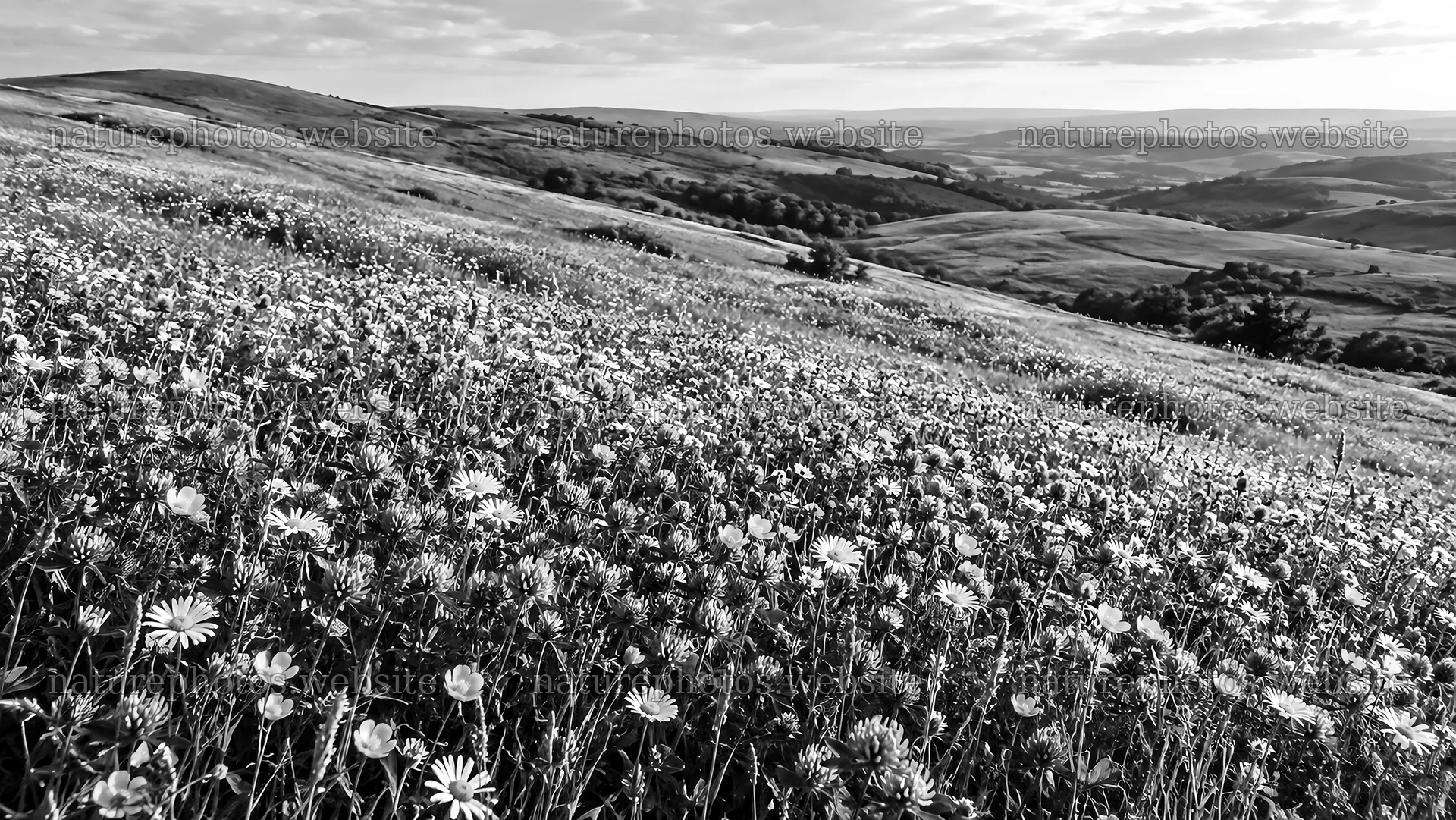 Monochrome Wildflower Meadow on Rolling Hills – nature photos 10324x5812